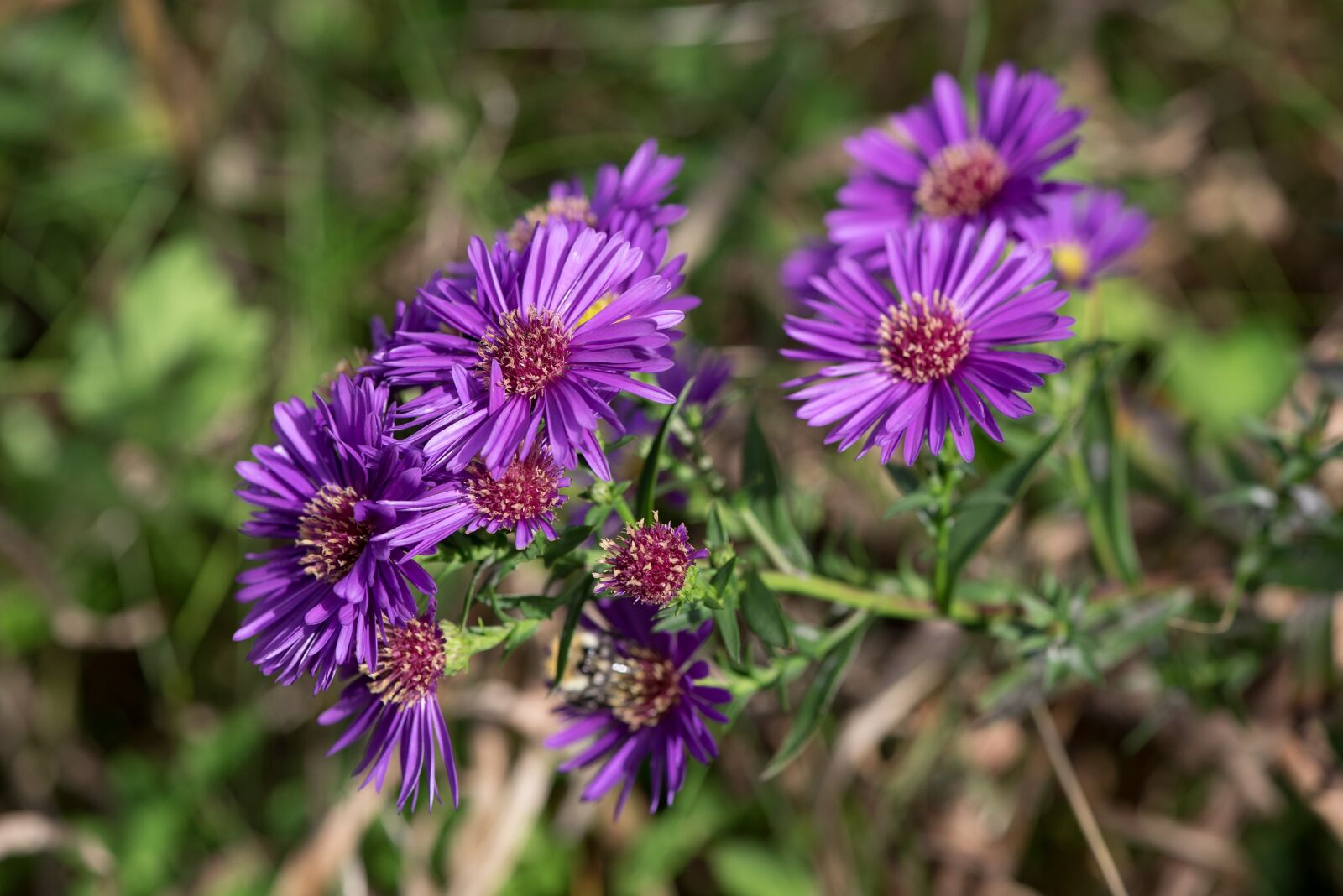 Nikon D750 sample photo. Asters, herbstastern, fall asters photography
