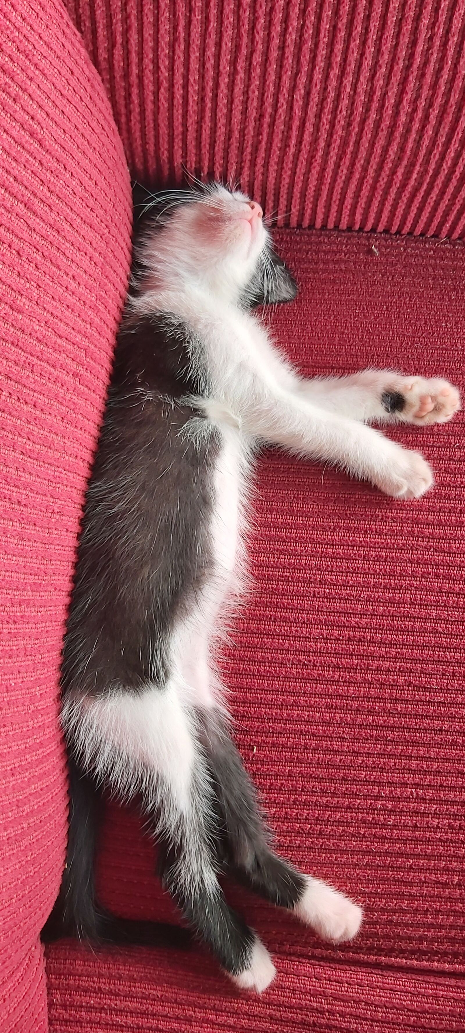 Samsung Galaxy A70 sample photo. Cat, puppy, sleeping photography