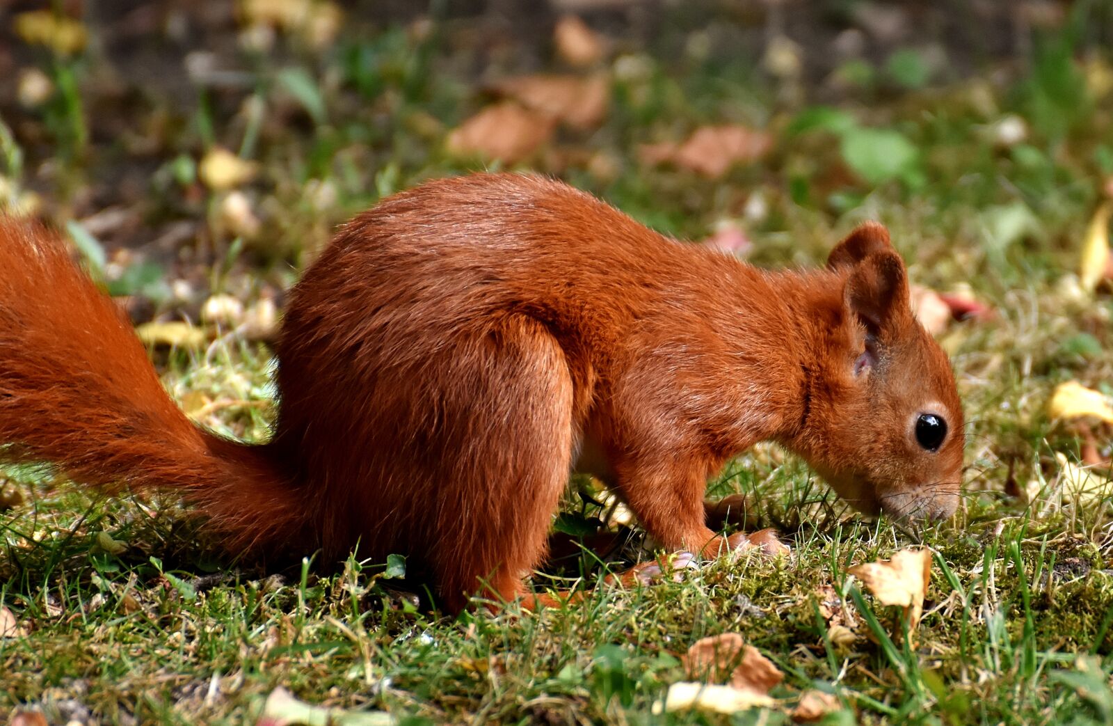 Nikon D7200 sample photo. Squirrel, cute, animal photography