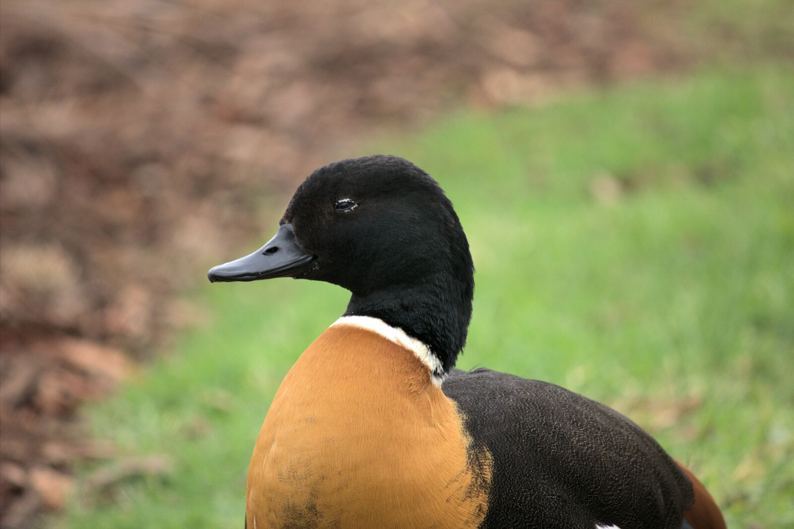 Canon EOS 600D (Rebel EOS T3i / EOS Kiss X5) sample photo. Shellduck, duck, shelduck photography