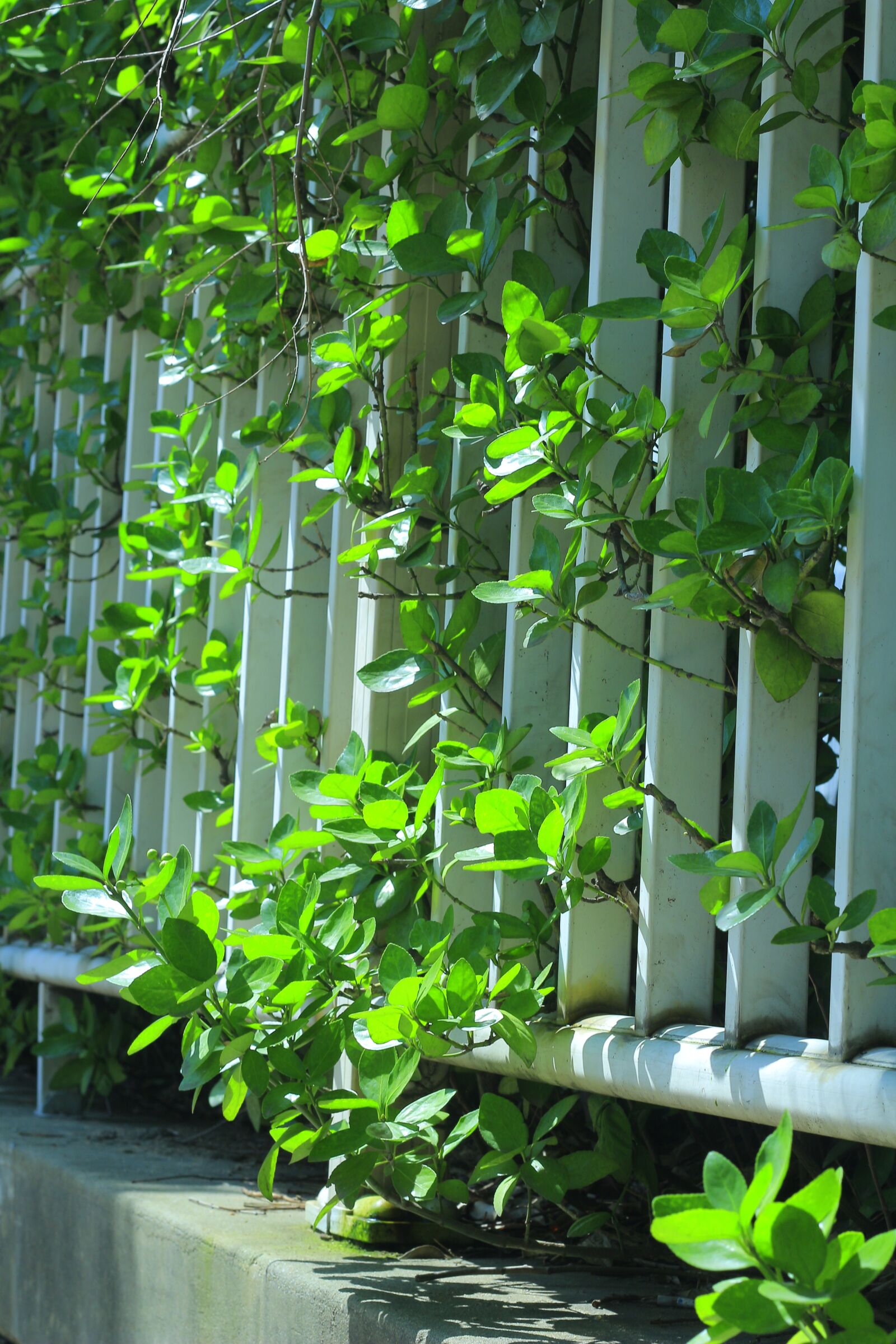 Canon EOS 700D (EOS Rebel T5i / EOS Kiss X7i) + Canon EF 50mm F1.8 II sample photo. Fence, the leaves, wood photography
