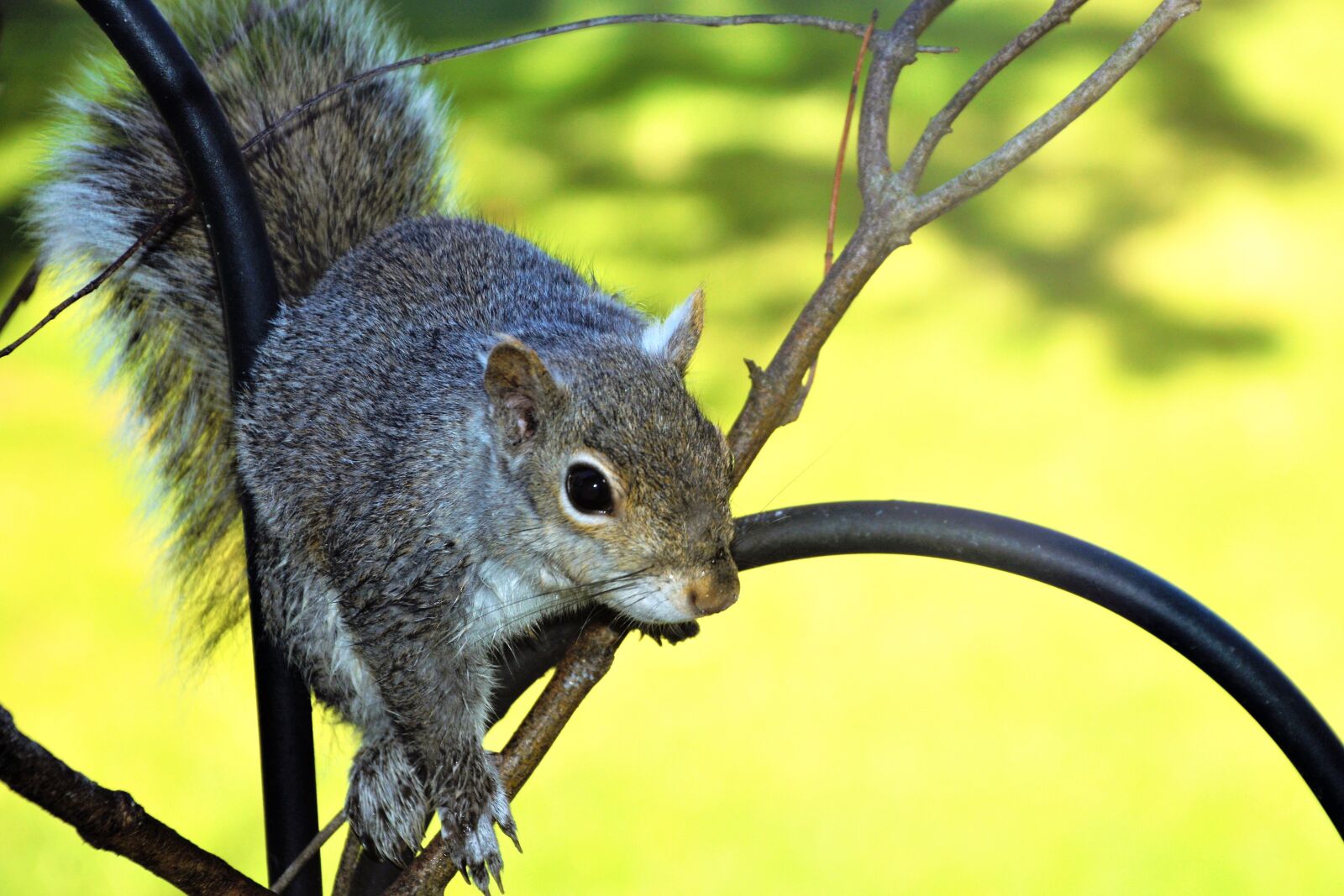 Nikon D7100 sample photo. Squirrel, young, perched photography