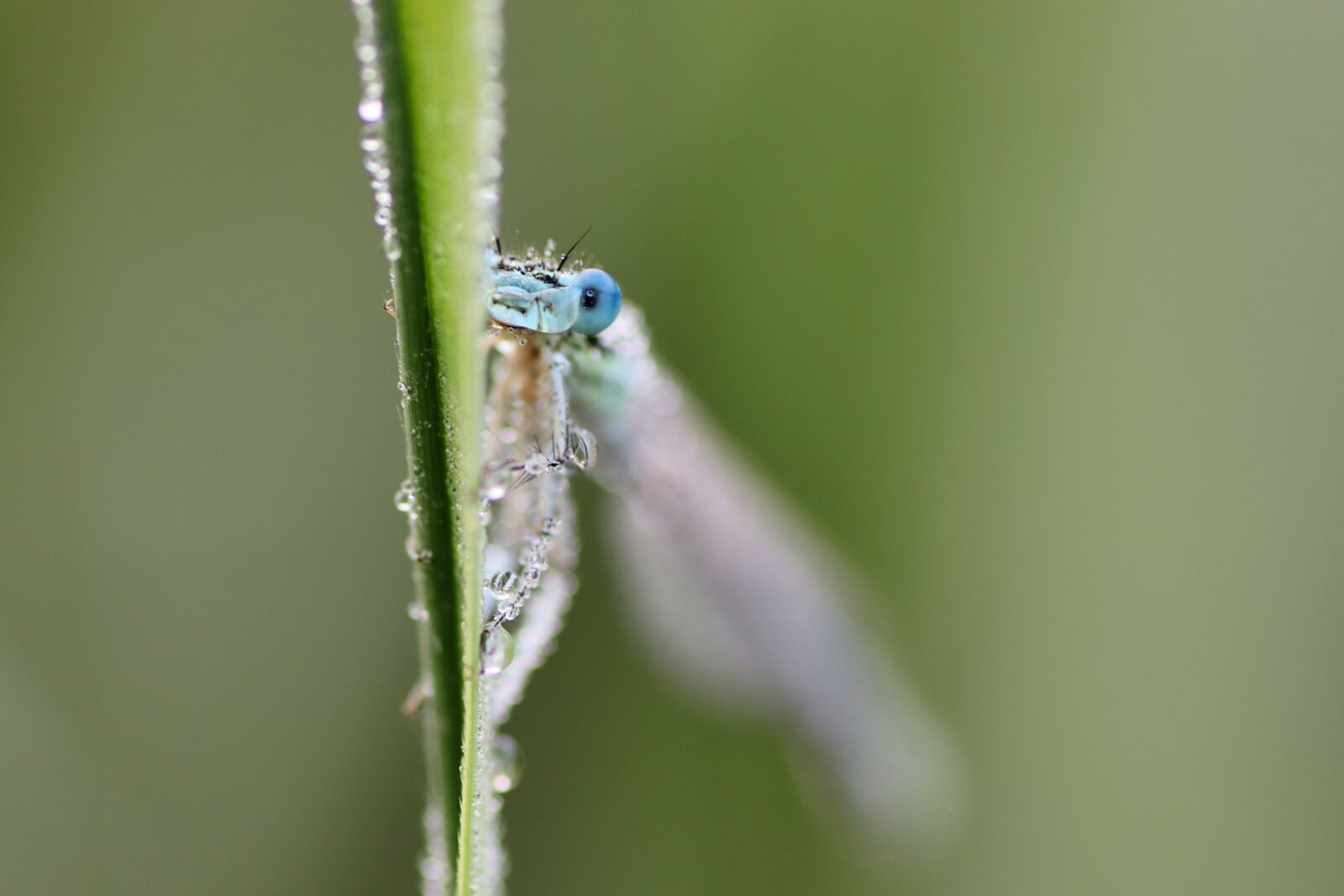 Tamron SP 90mm F2.8 Di VC USD 1:1 Macro sample photo. Dragonfly, dewdrop, insect photography