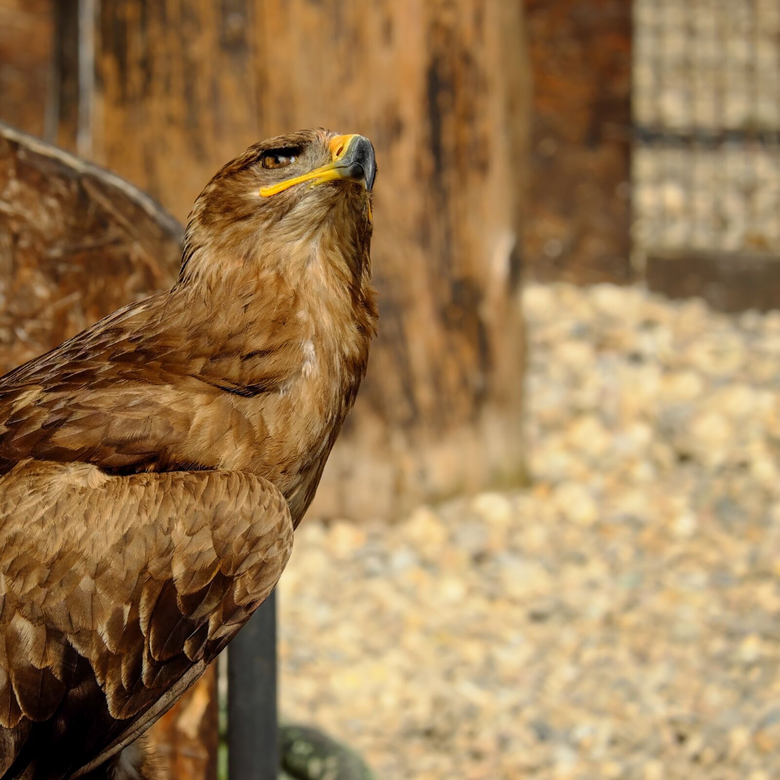 Fujifilm X-T10 + Fujifilm XC 50-230mm F4.5-6.7 OIS sample photo. Of prey eagle, savannah photography