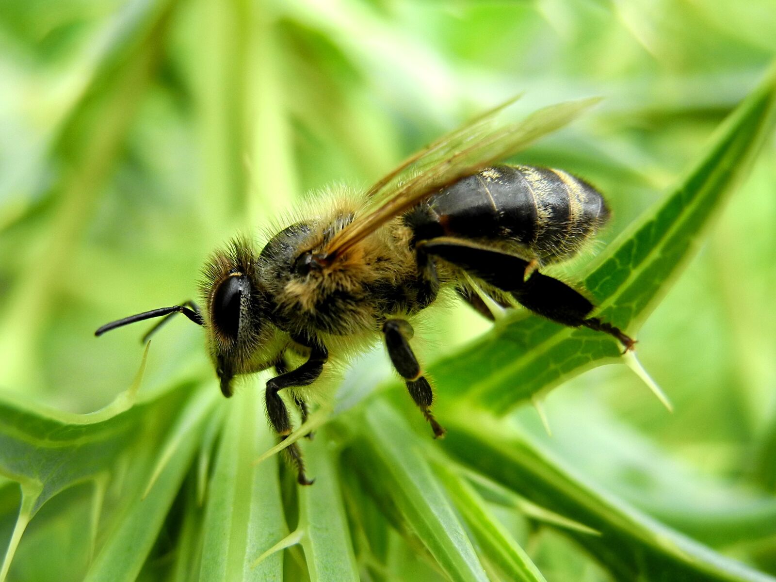 Nikon Coolpix P7000 sample photo. Bee, insect, nature photography