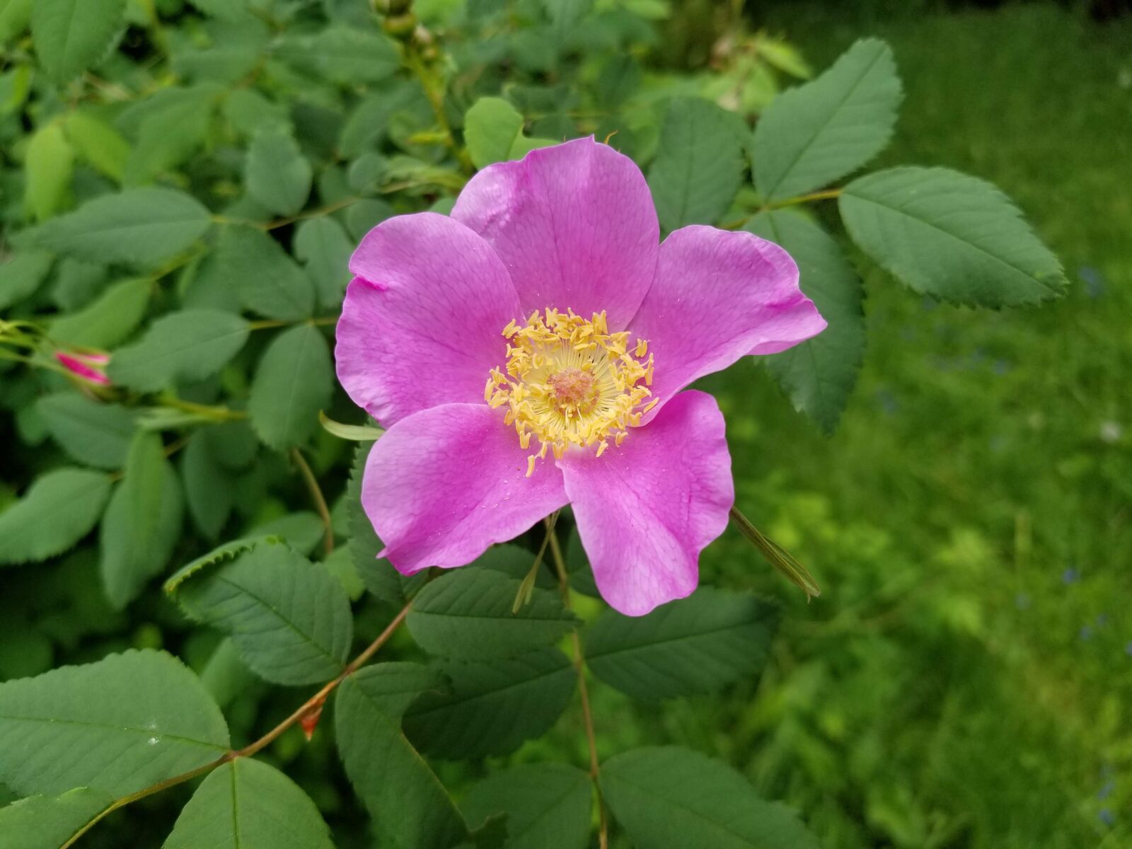 Samsung Galaxy S8 sample photo. Rose, rugosa, pink photography