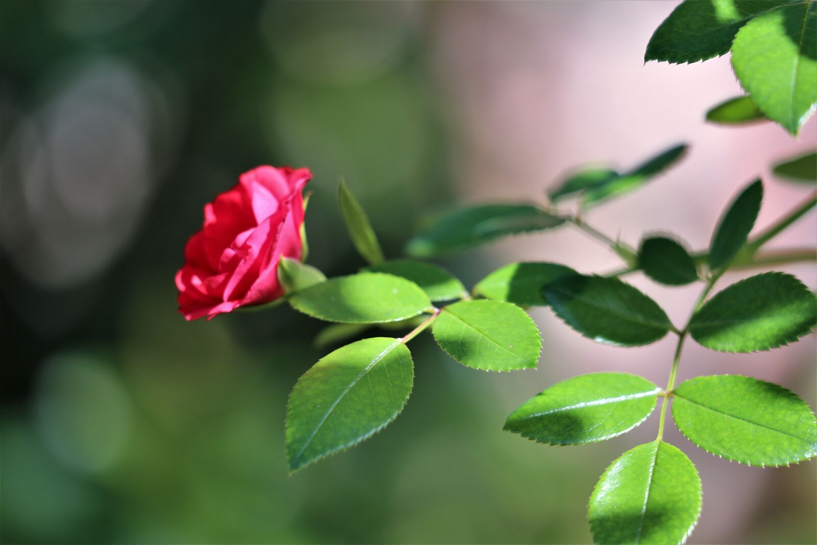 Canon EOS 6D sample photo. Red rose, leaves, red photography