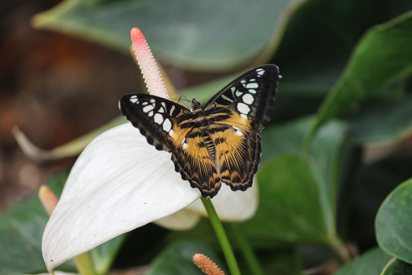 Canon EOS 1100D (EOS Rebel T3 / EOS Kiss X50) sample photo. Parthenos sylvia, scarce swallowtail photography