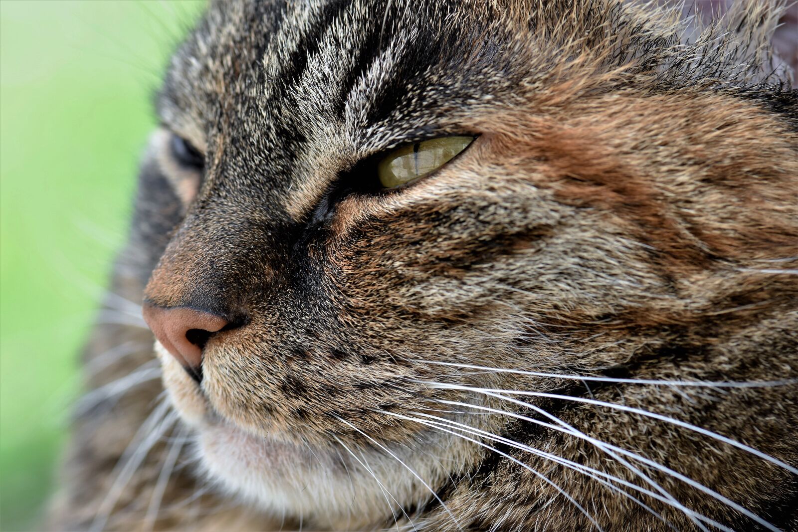 Nikon D5500 sample photo. Cat, animal, mammal photography
