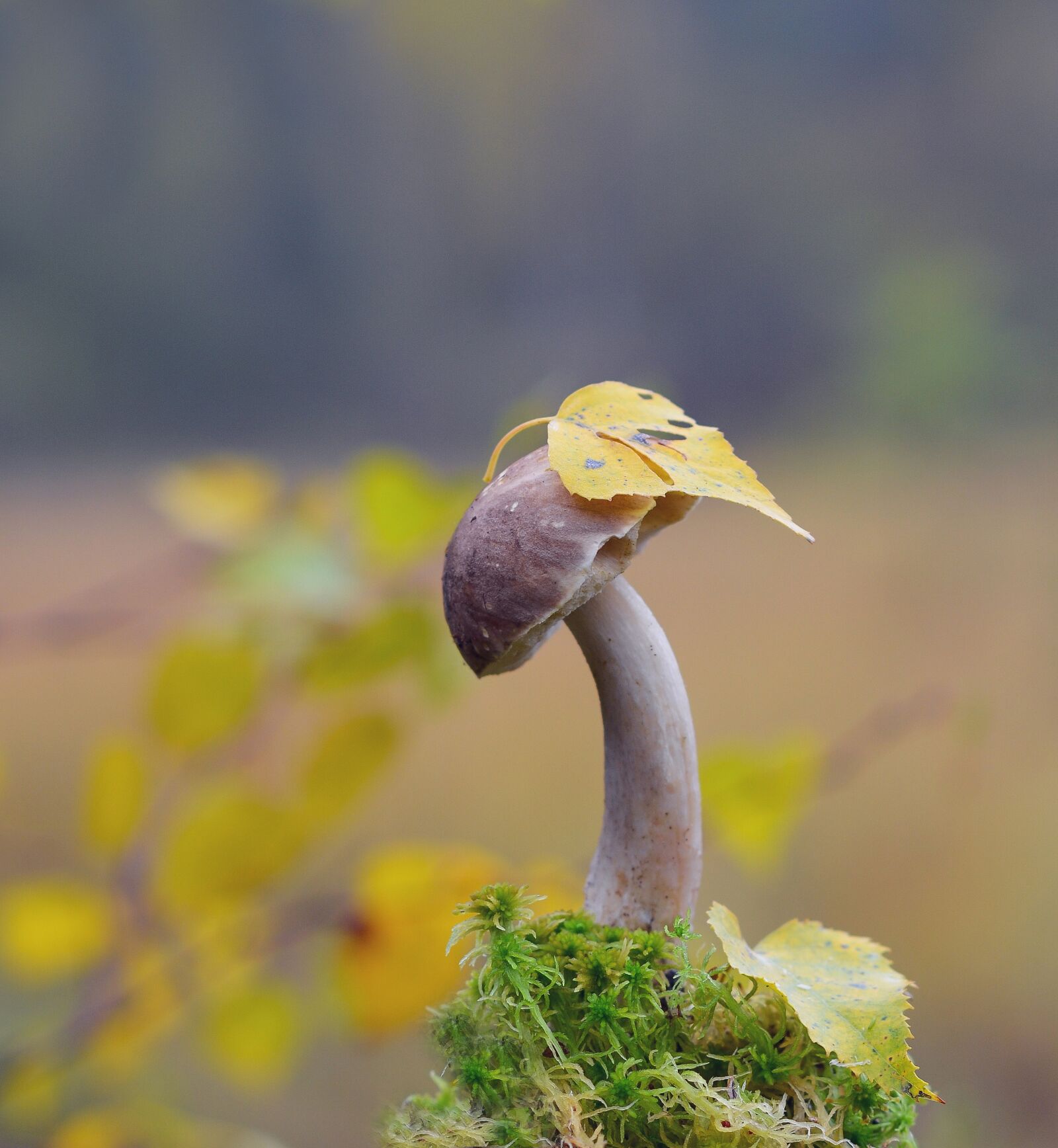 Nikon D5100 sample photo. Mushroom, forest, autumn photography