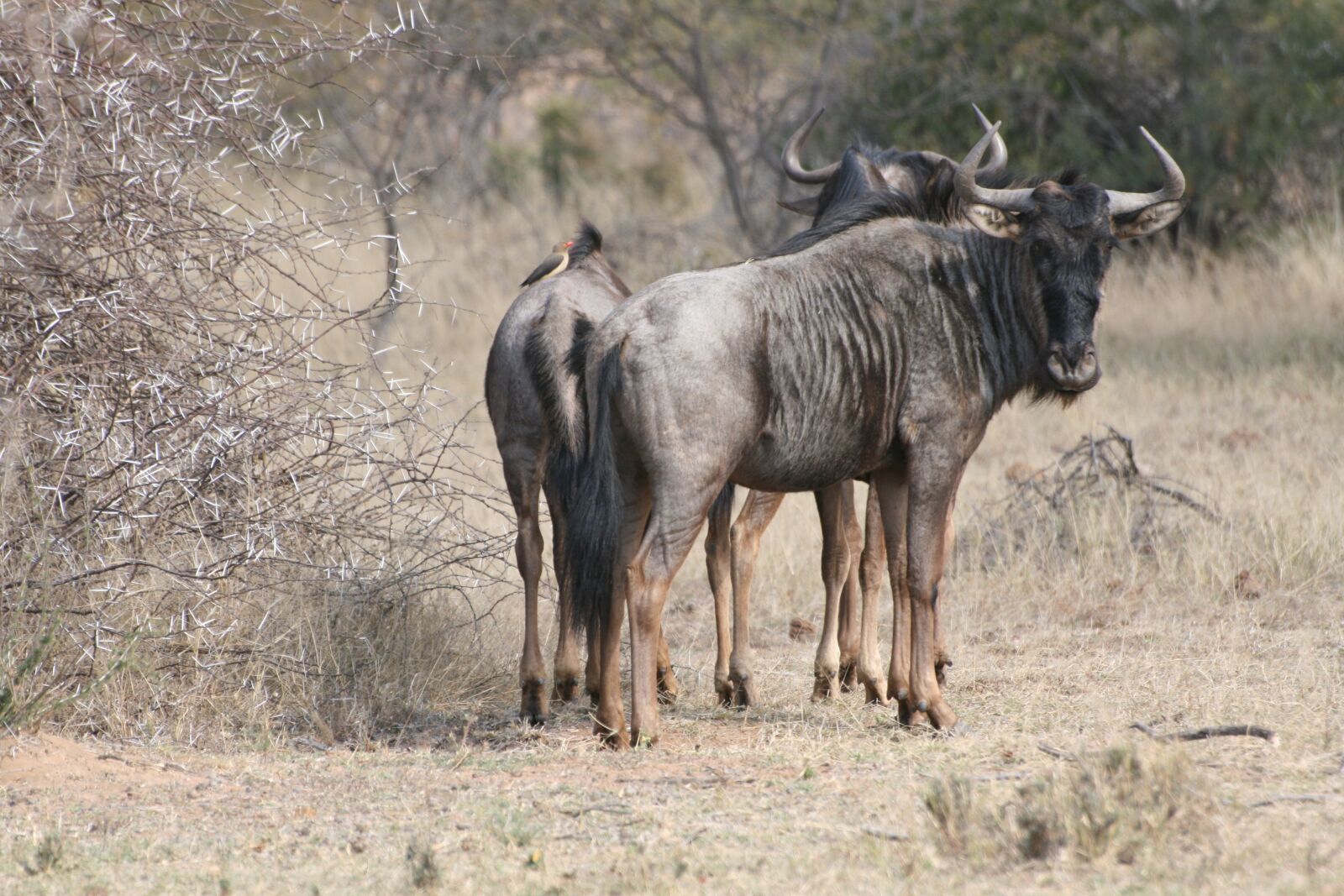 Canon EOS 400D (EOS Digital Rebel XTi / EOS Kiss Digital X) sample photo. Wildebeest, africa, nature photography