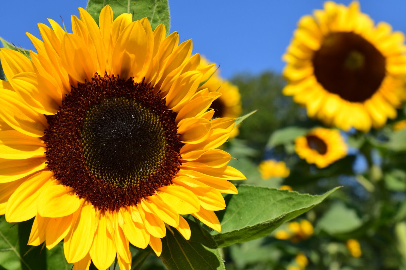 Nikon D3300 sample photo. Sunflower, sunflower field, yellow photography