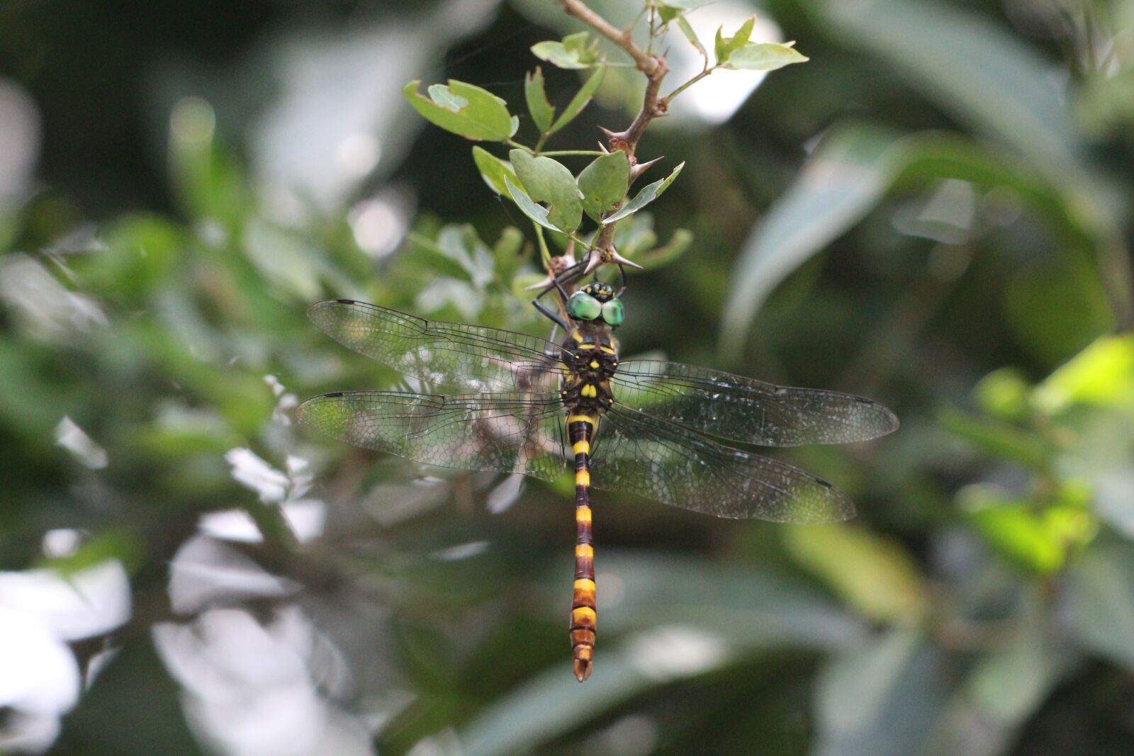 Canon EF 70-300 F4-5.6 IS II USM sample photo. Dragonfly, branch, wings photography