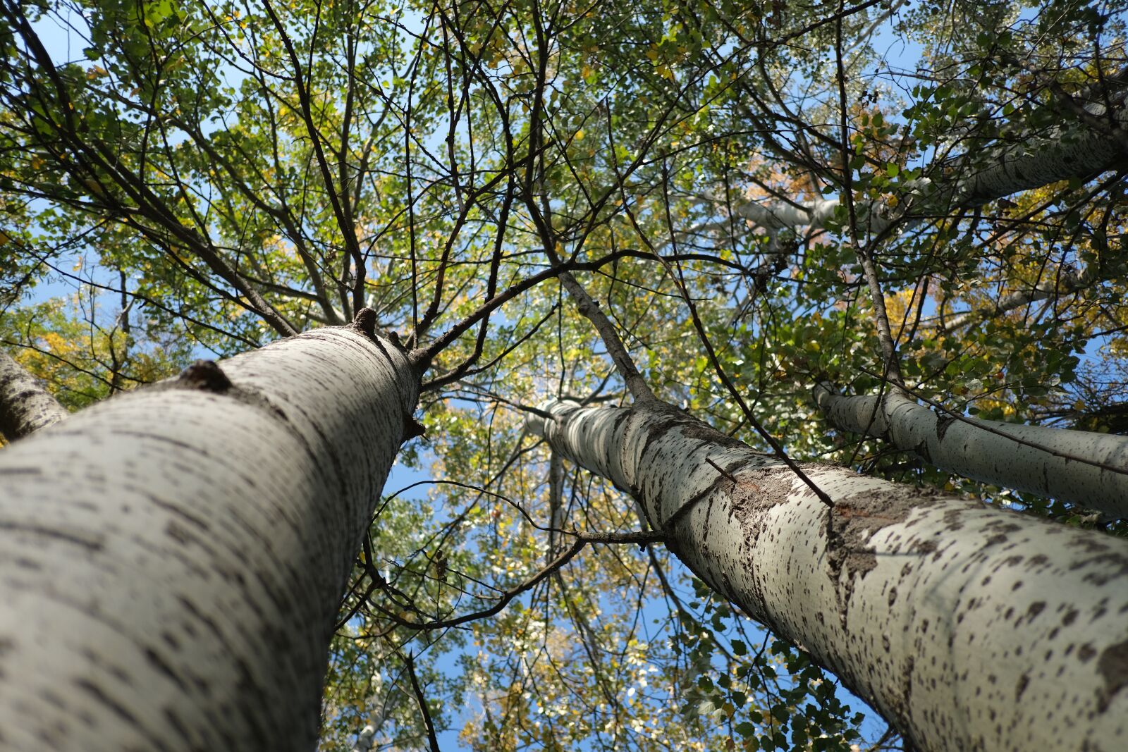 Fujifilm XF 18mm F2 R sample photo. Birch, tree, trees photography