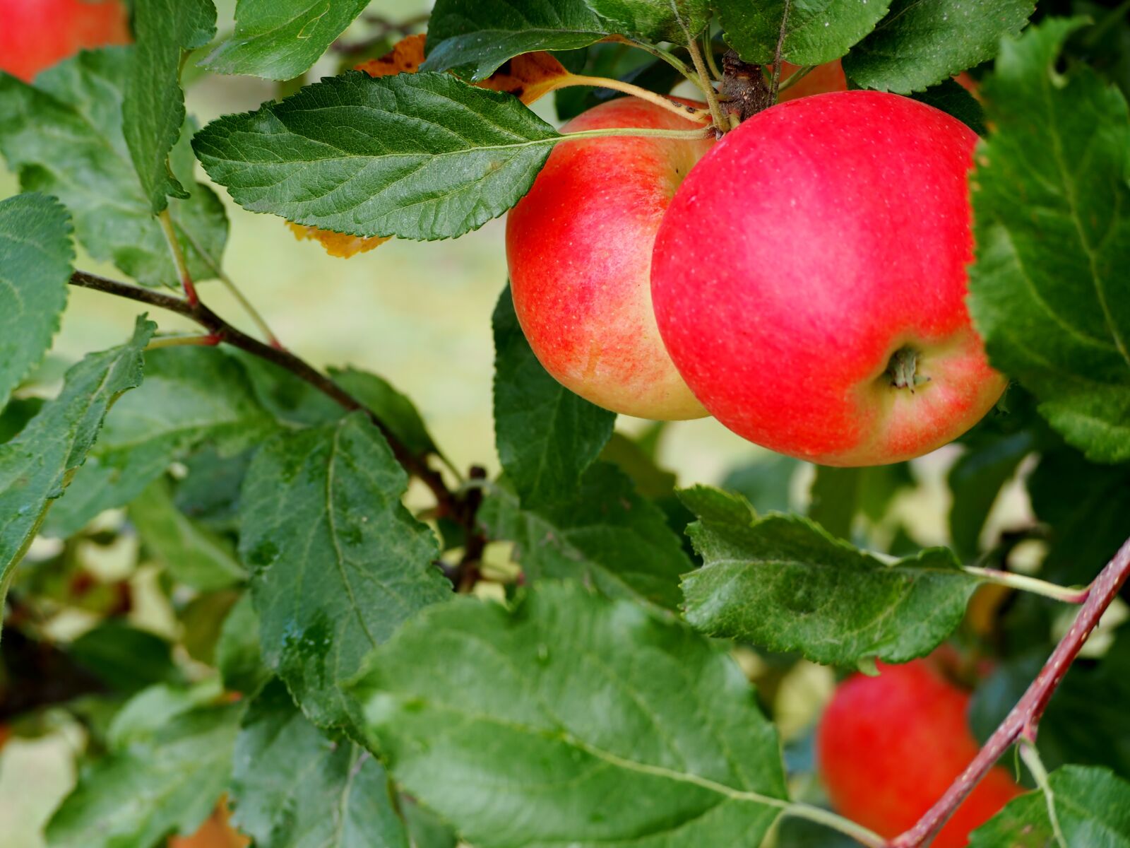 Olympus OM-D E-M10 sample photo. Apple, ripe, red photography