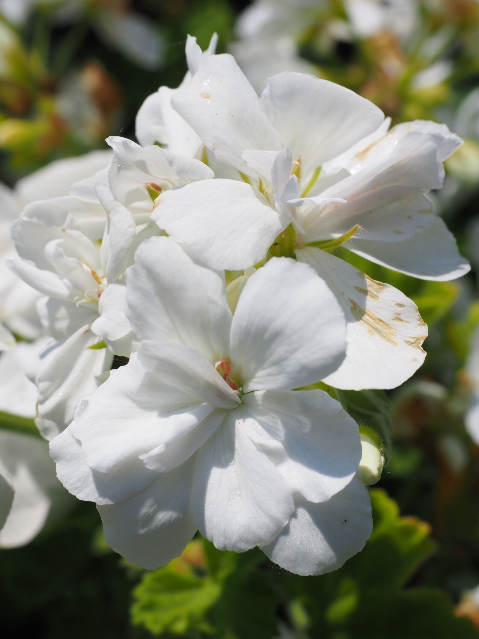 Olympus OM-D E-M1 + Olympus M.Zuiko Digital ED 12-40mm F2.8 Pro sample photo. Geranium, blossom, bloom photography