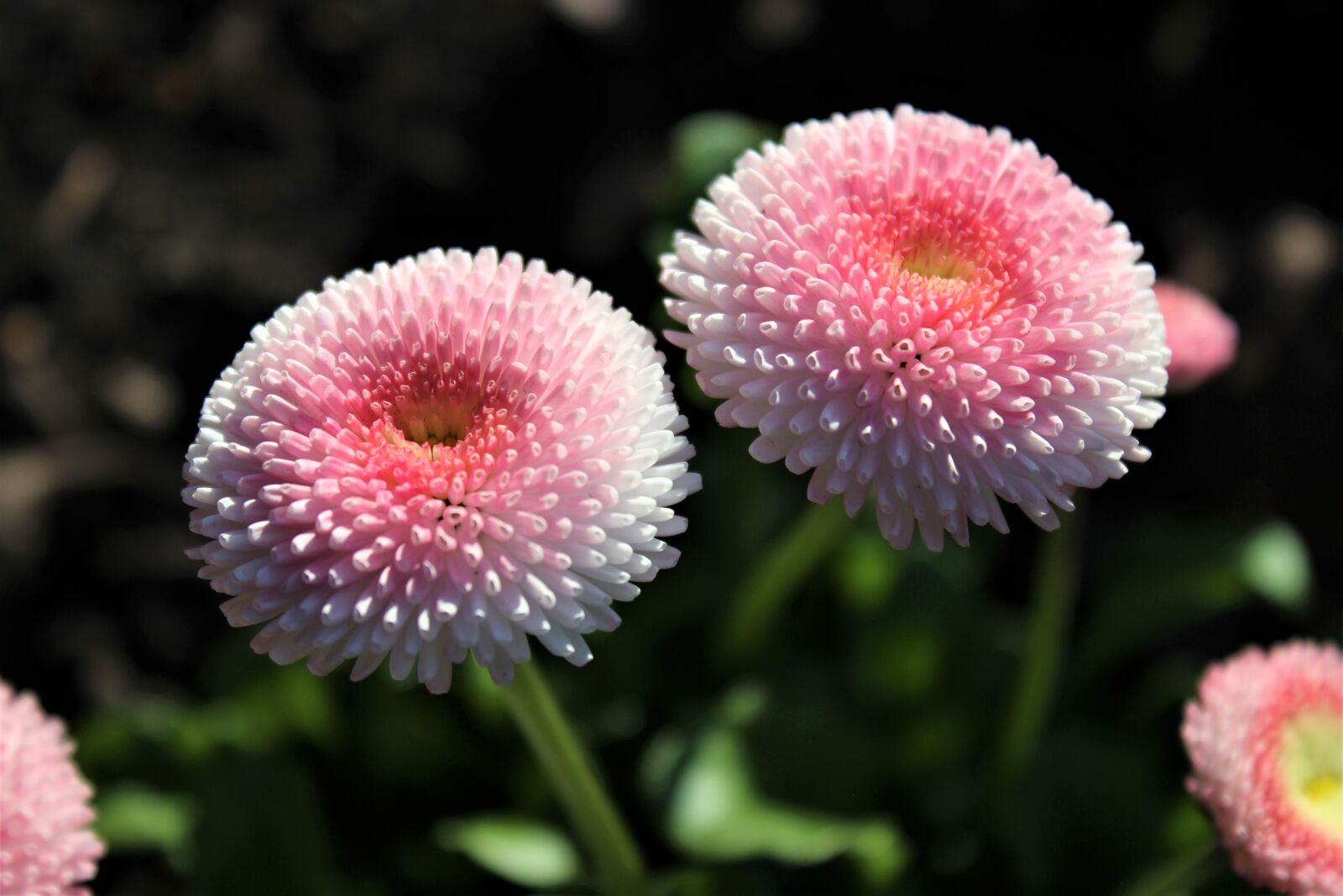 Canon EOS 600D (Rebel EOS T3i / EOS Kiss X5) sample photo. Flower, nature, plant photography