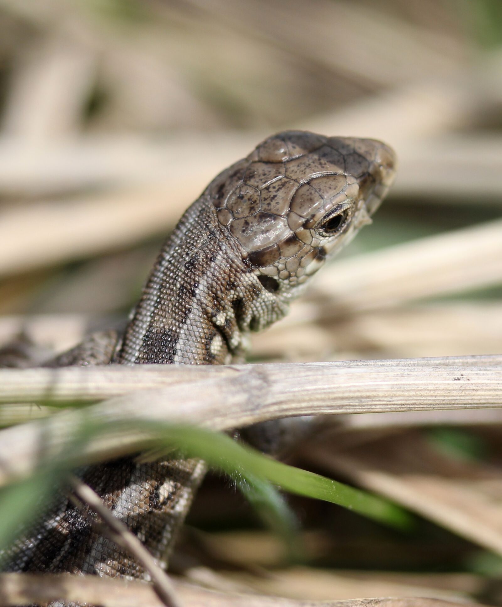 Canon EF-S 60mm F2.8 Macro USM sample photo. The lizard, reptile, grass photography