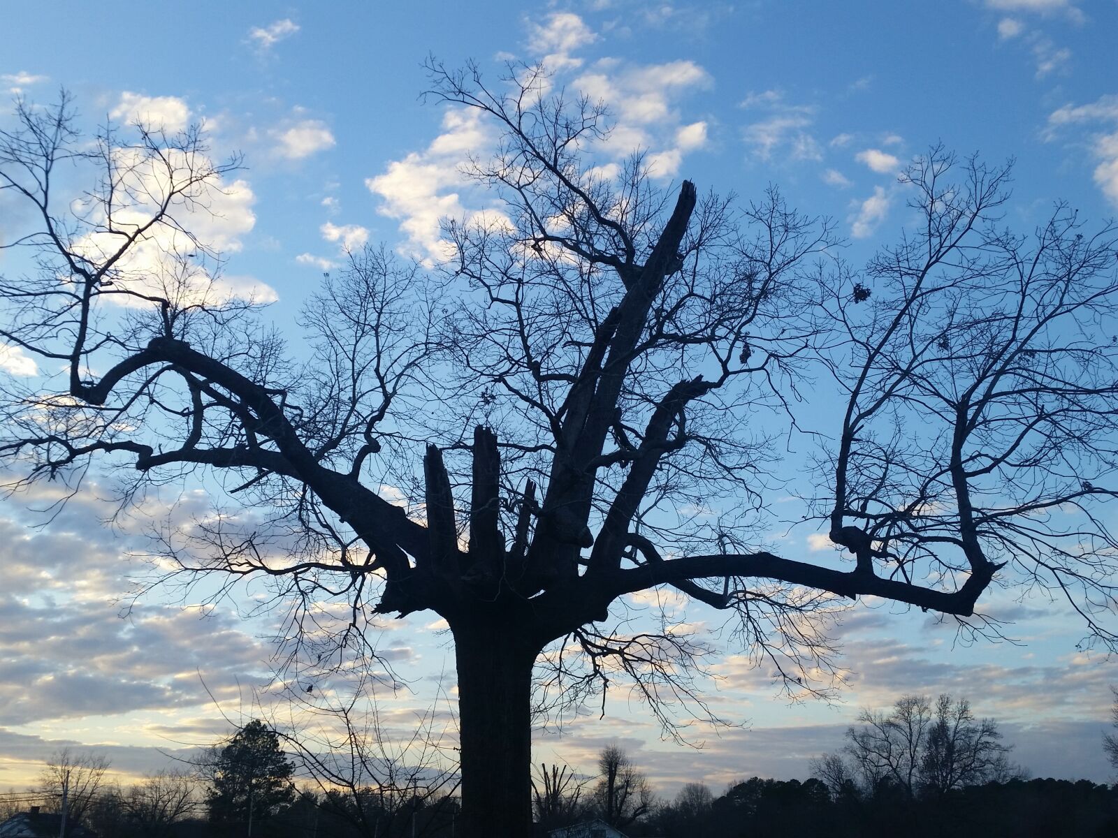 Samsung Galaxy S5 sample photo. Tree, sky, nature photography
