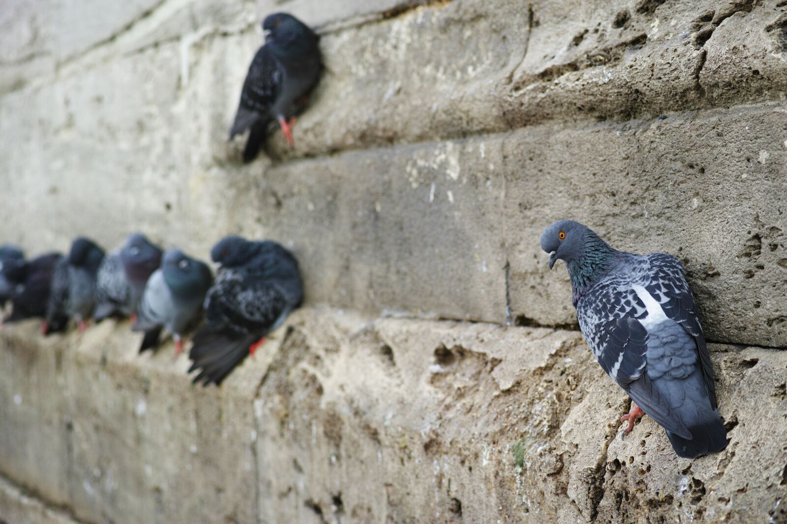 Sigma dp3 Quattro sample photo. Pigeon, bird, fly photography