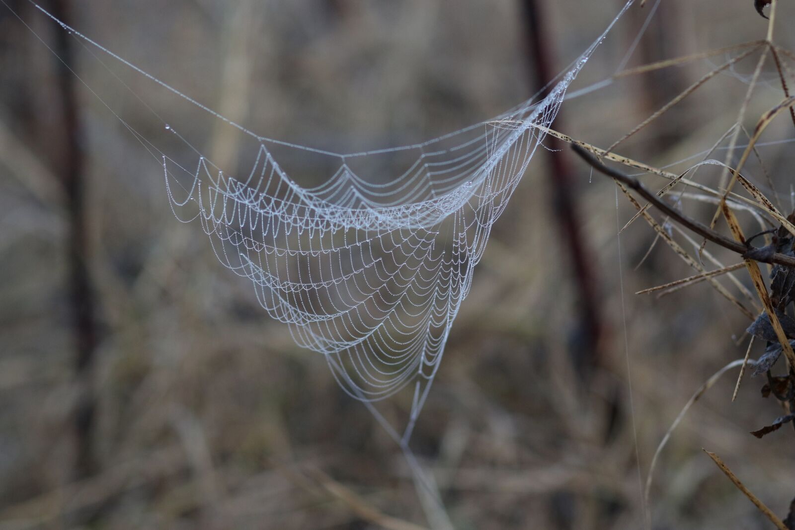 Canon EF 85mm F1.8 USM sample photo. Spider web, drops, wet photography