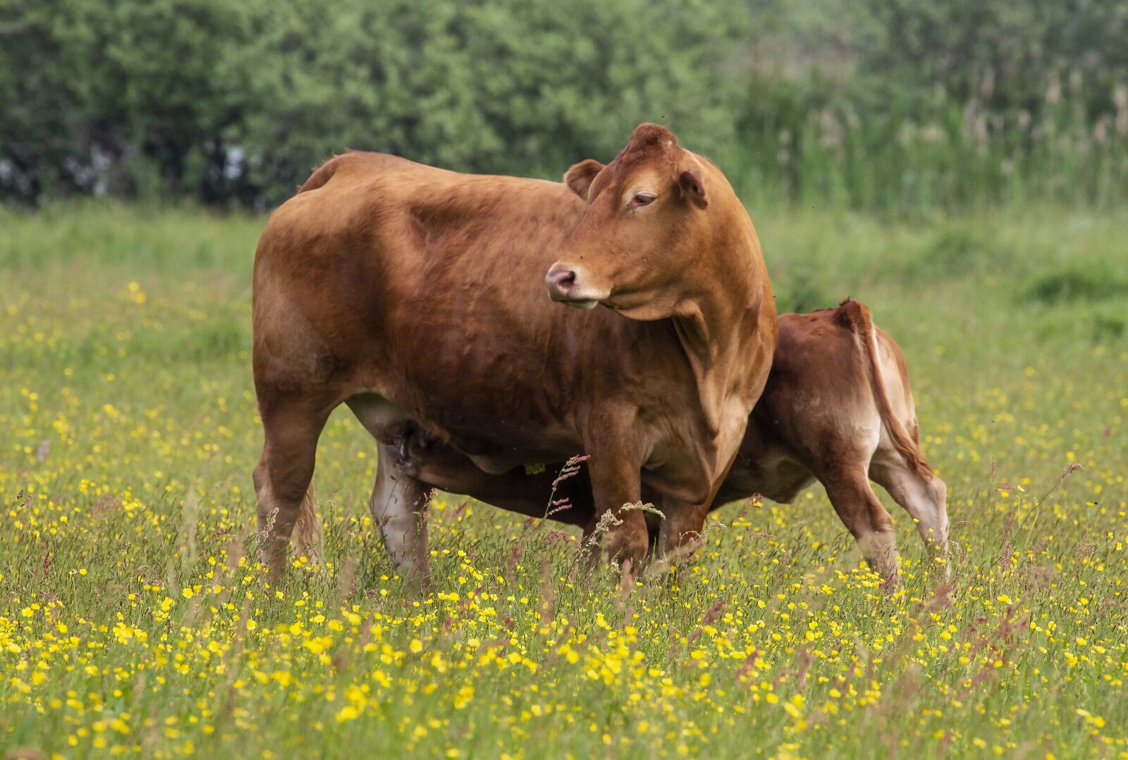 Canon EOS 7D + Canon EF 70-300mm F4-5.6L IS USM sample photo. Cow, cows, cattle photography