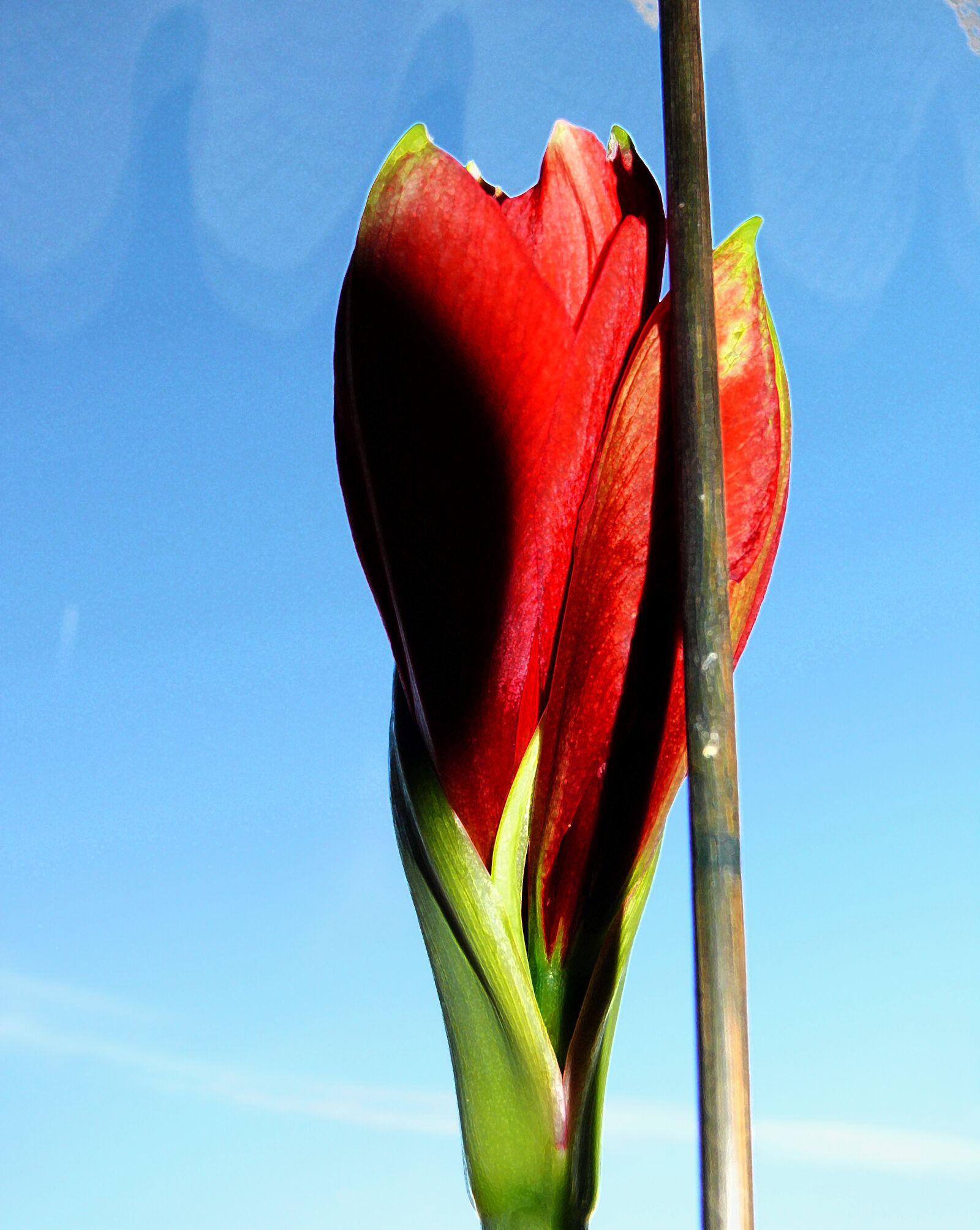 Leica V-LUX 1 sample photo. Amarillis, amarillisblüte, amaryllis photography
