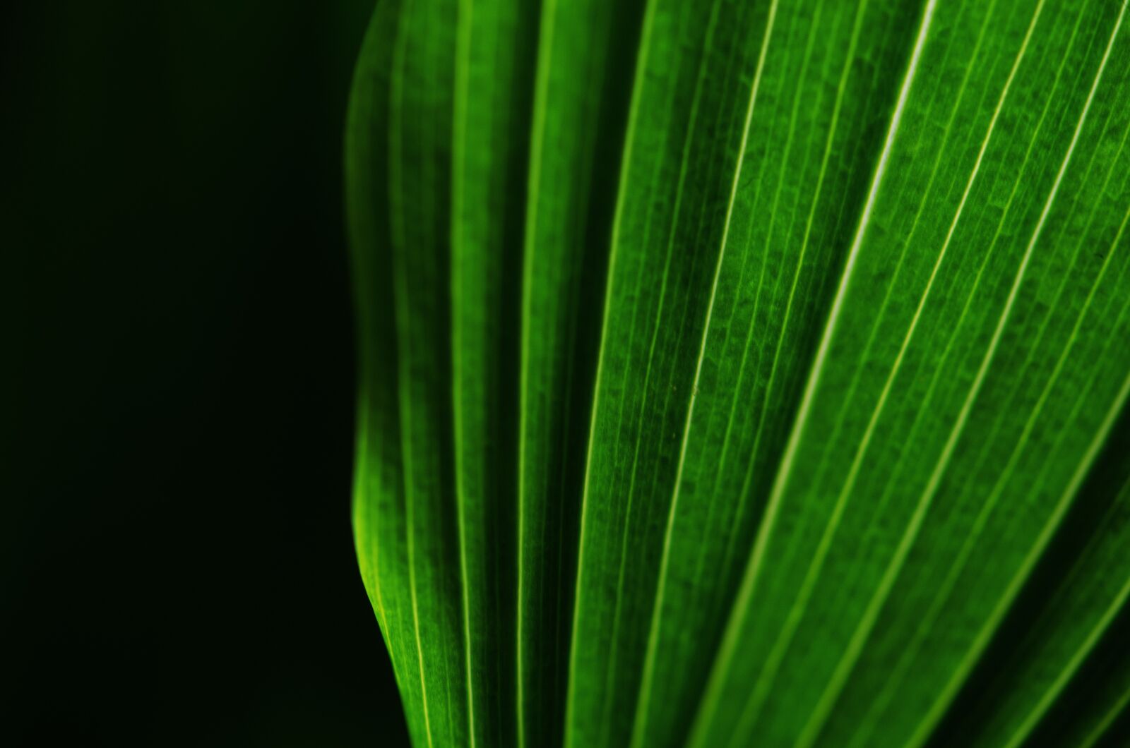 Nikon D5100 sample photo. Nature, garden, leaf photography