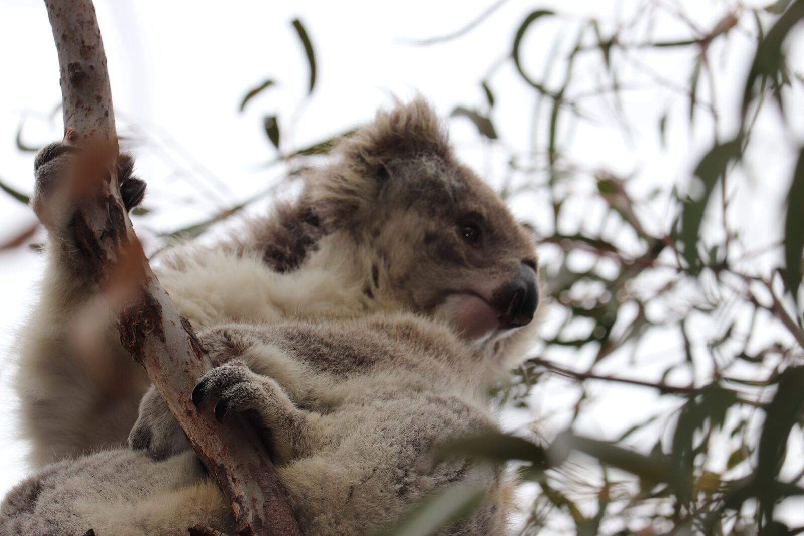 Canon EF-S 55-250mm F4-5.6 IS STM sample photo. Koala, gumtree, wildlife photography