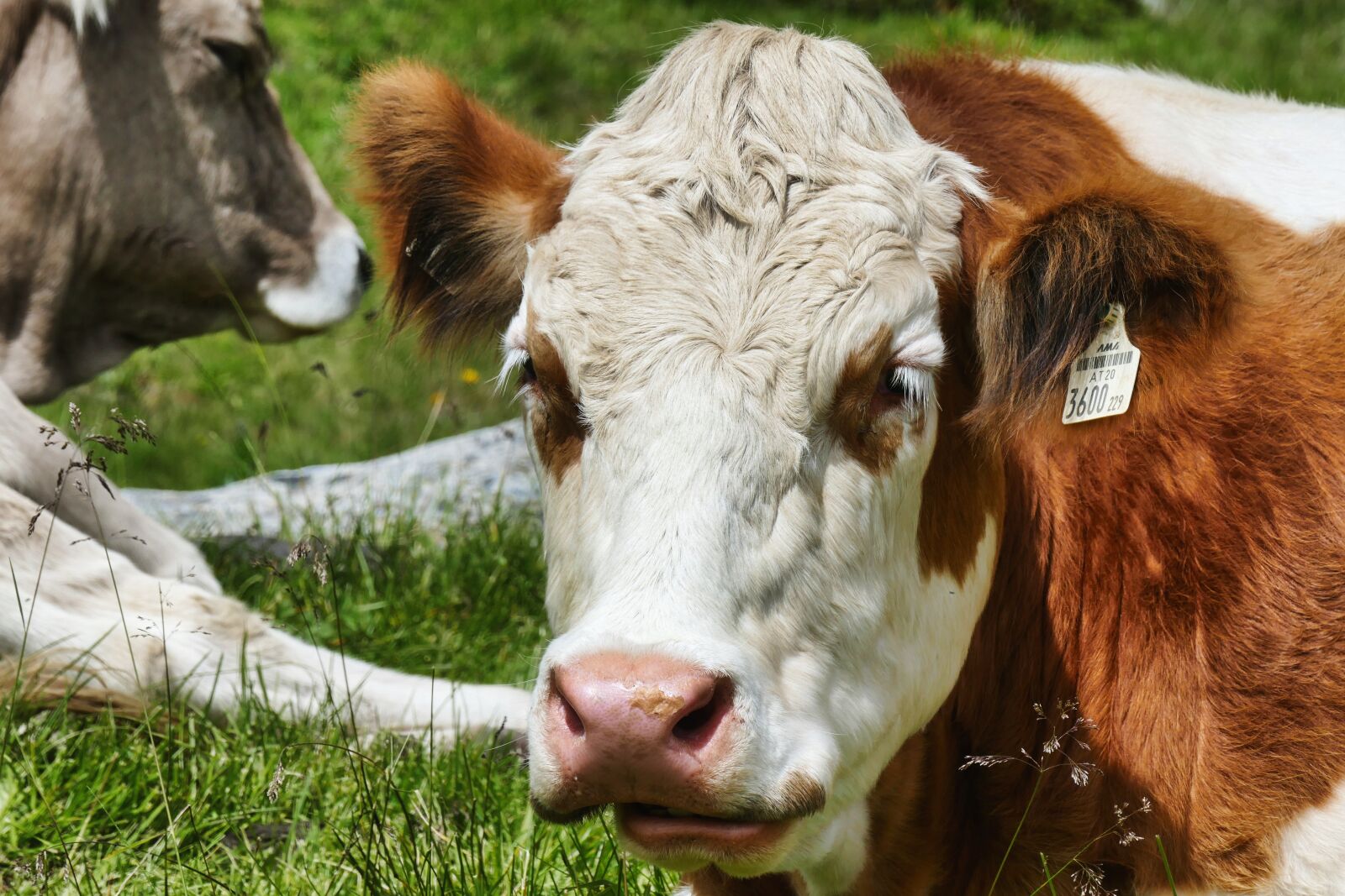 Panasonic Lumix DMC-FZ1000 sample photo. Cow, mountains, alm photography
