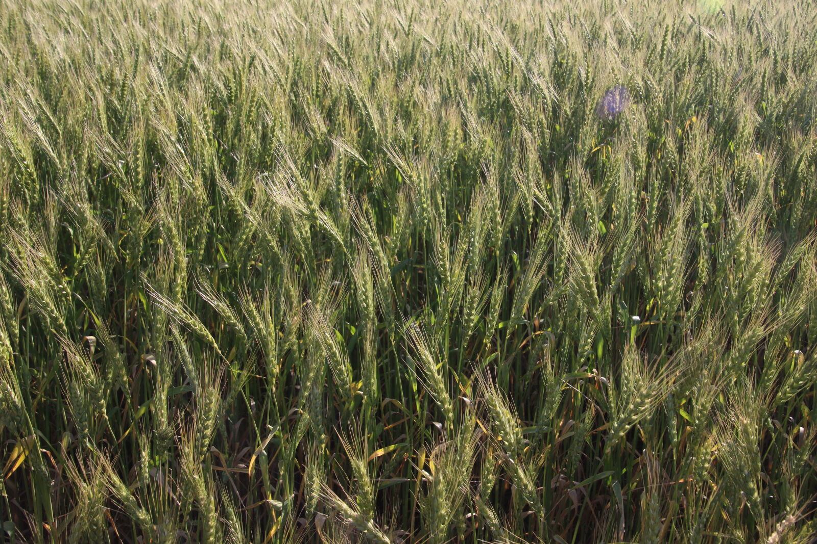 Canon EOS 7D Mark II sample photo. Barley, barley, field, farm photography