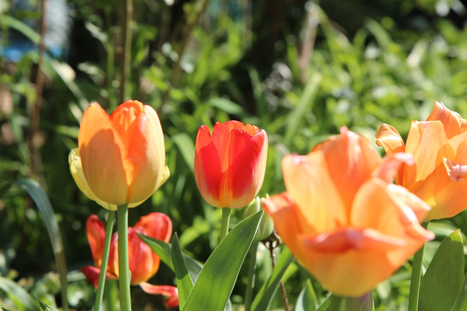 Canon EOS 600D (Rebel EOS T3i / EOS Kiss X5) + Sigma 12-24mm f/4.5-5.6 EX DG ASPHERICAL HSM + 1.4x sample photo. Tulip, tulips, tulip orange photography