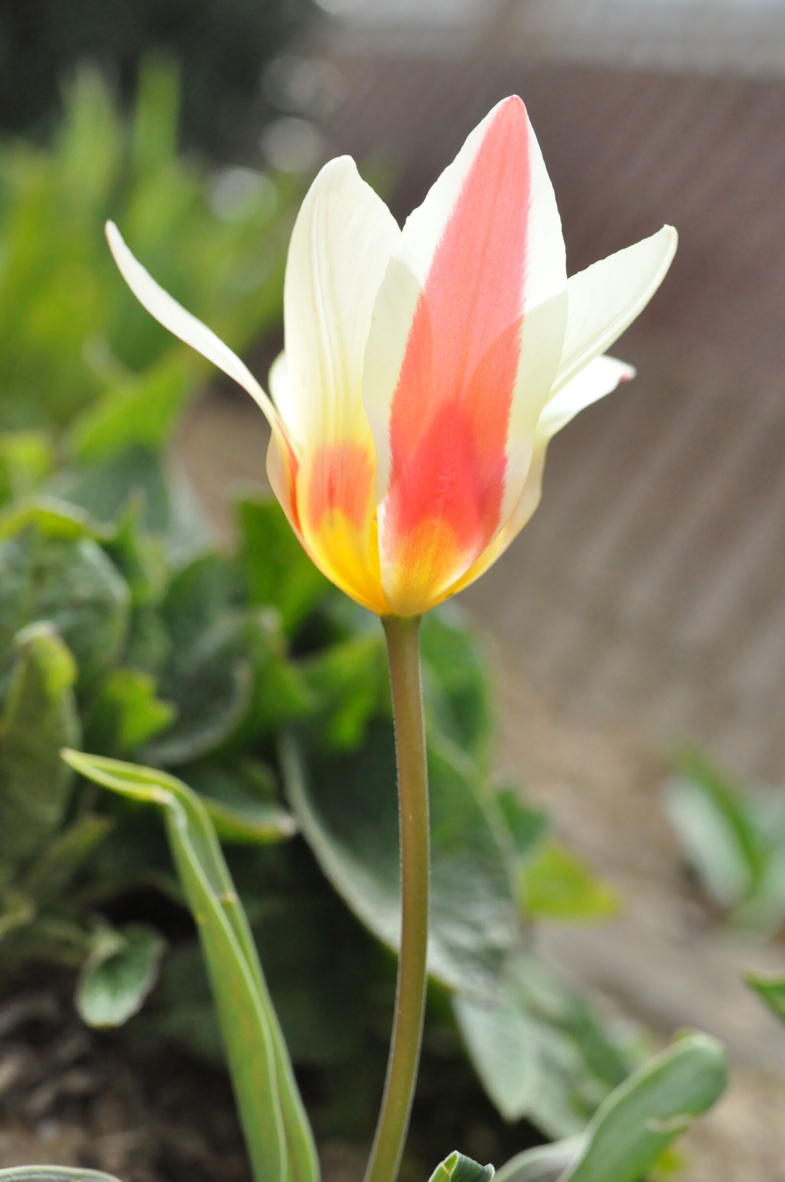 Nikon D90 sample photo. Tulip, colors plays, spring photography