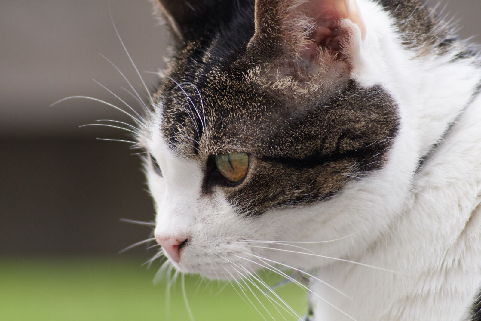 Nikon D500 sample photo. Cat, face, eyes photography