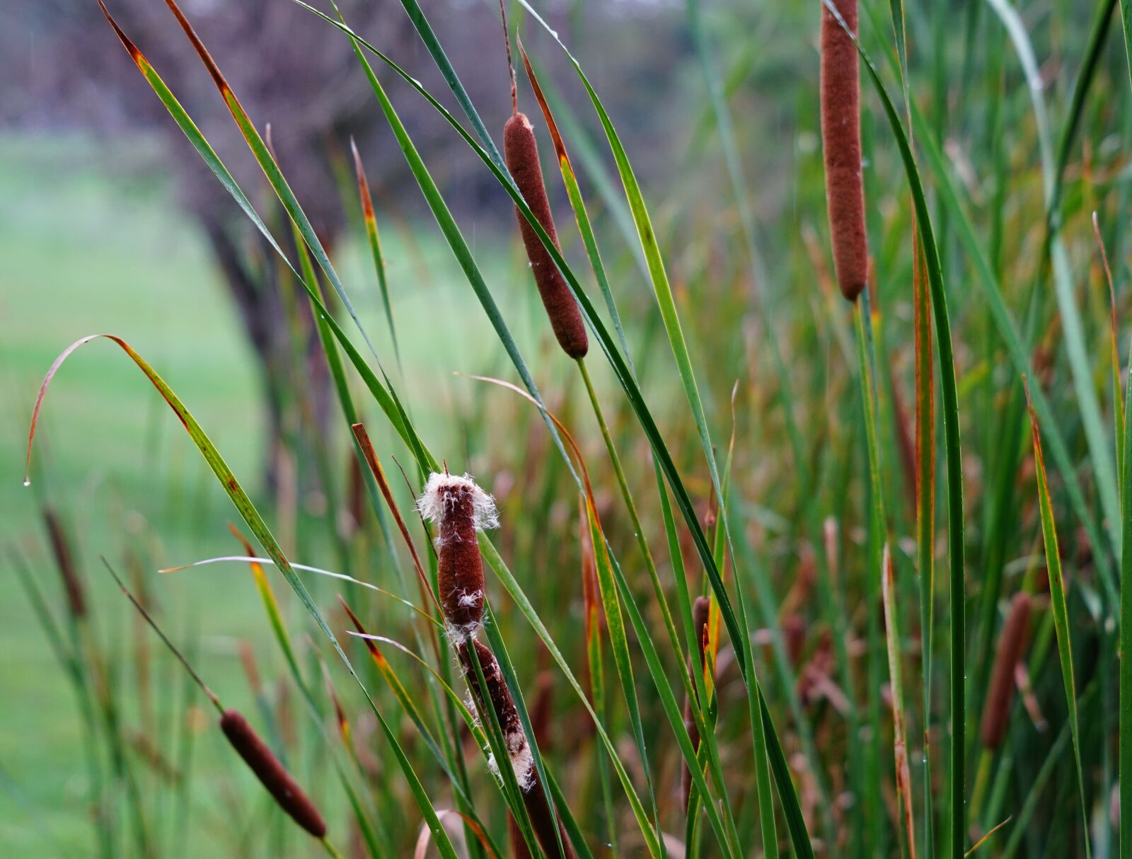 Sony a7 II sample photo. Cattail, plant, grass photography