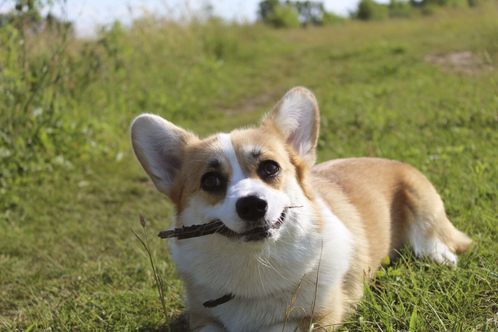 Canon EOS 4000D (EOS Rebel T100 / EOS 3000D) sample photo. Corgi, puppy, dog photography