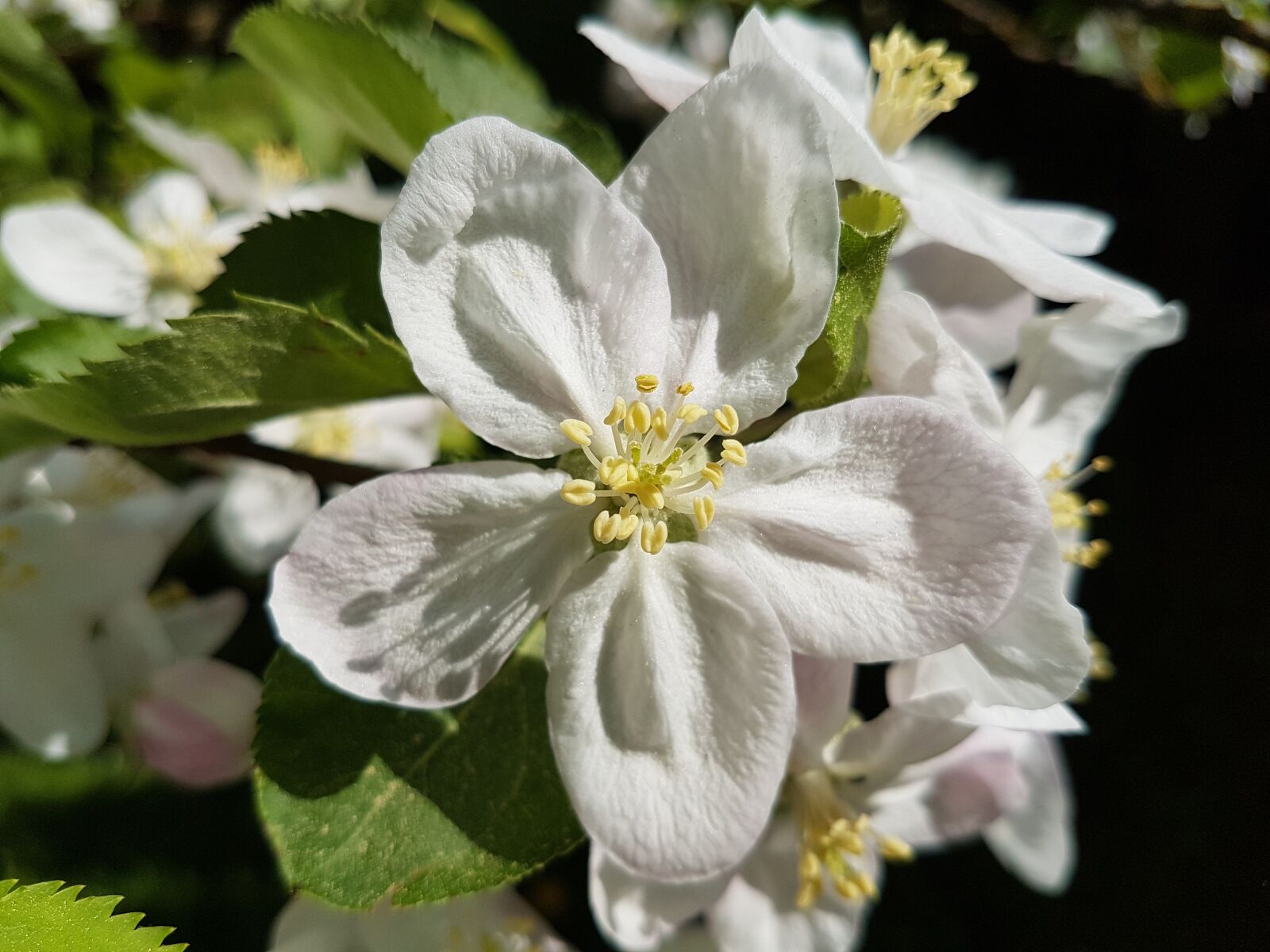 Samsung Galaxy S7 sample photo. Flower, plant, nature photography