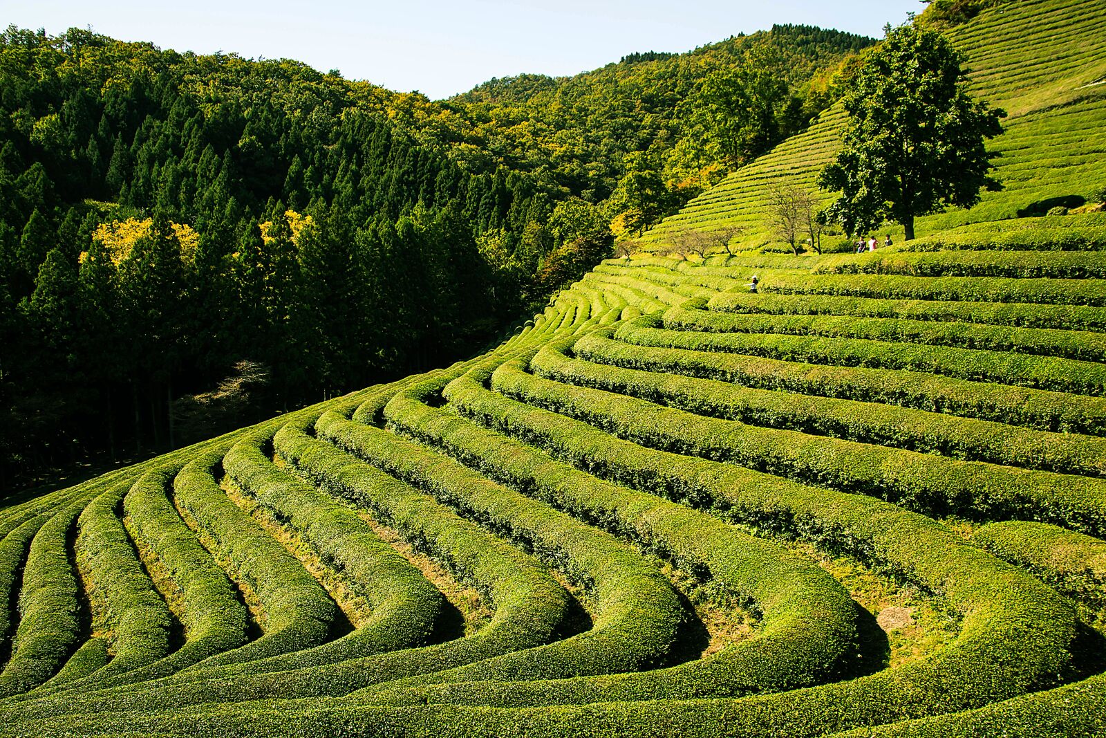 Canon EOS 70D sample photo. Tea garden, nature, plant photography