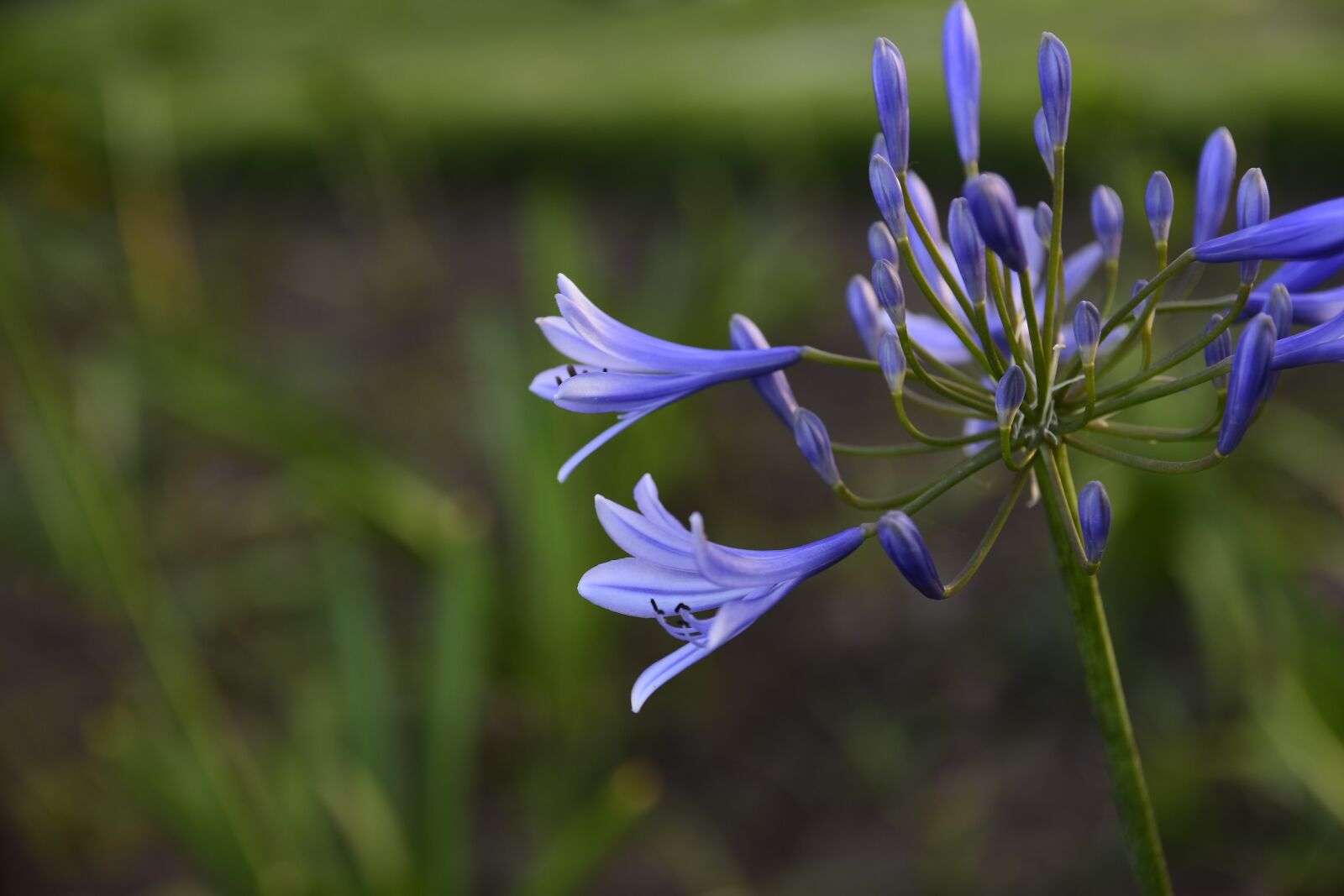 Nikon D7200 sample photo. Flowers, colors, park photography
