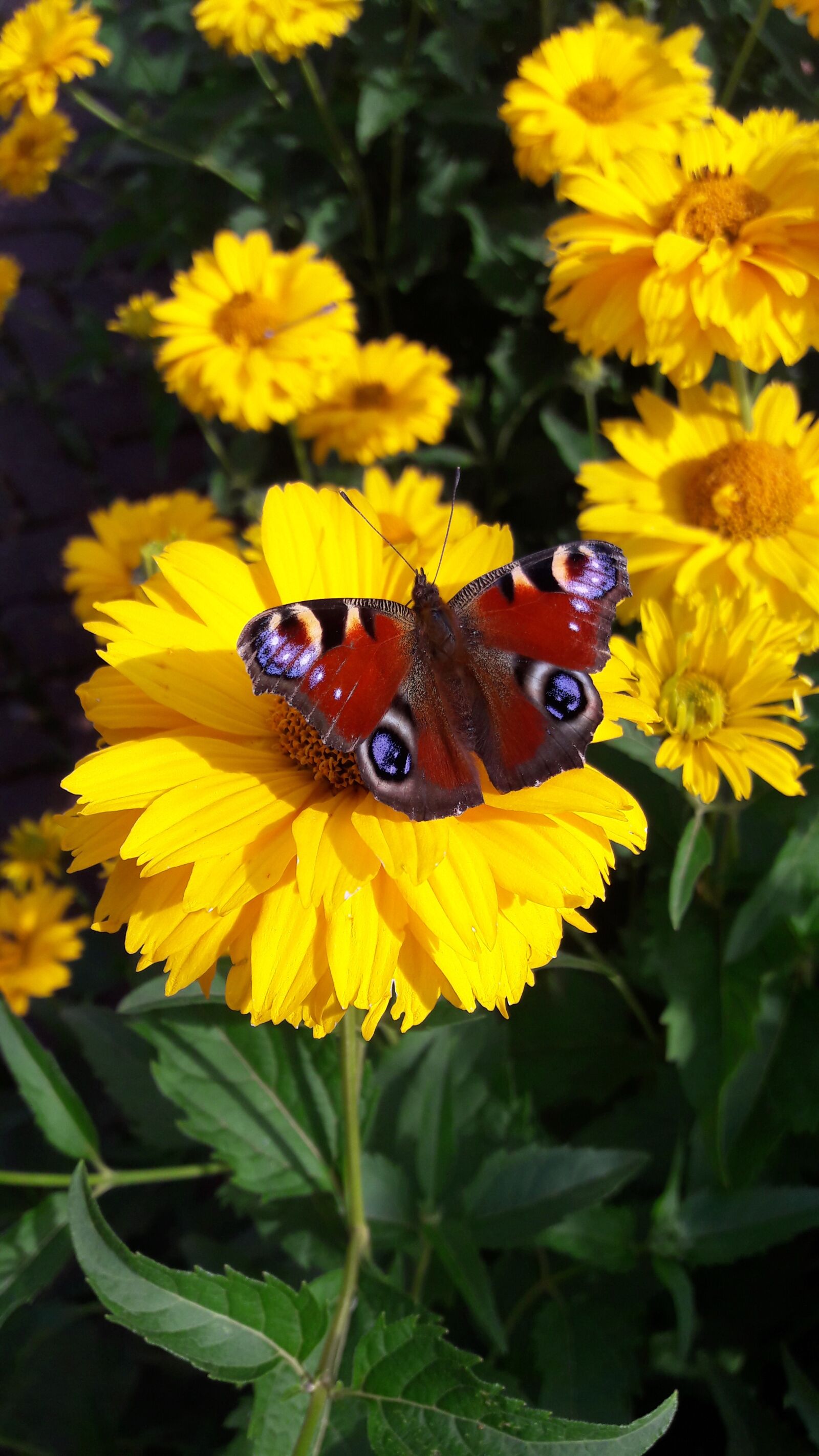 Samsung Galaxy J7 sample photo. Butterfly, bee, flower photography