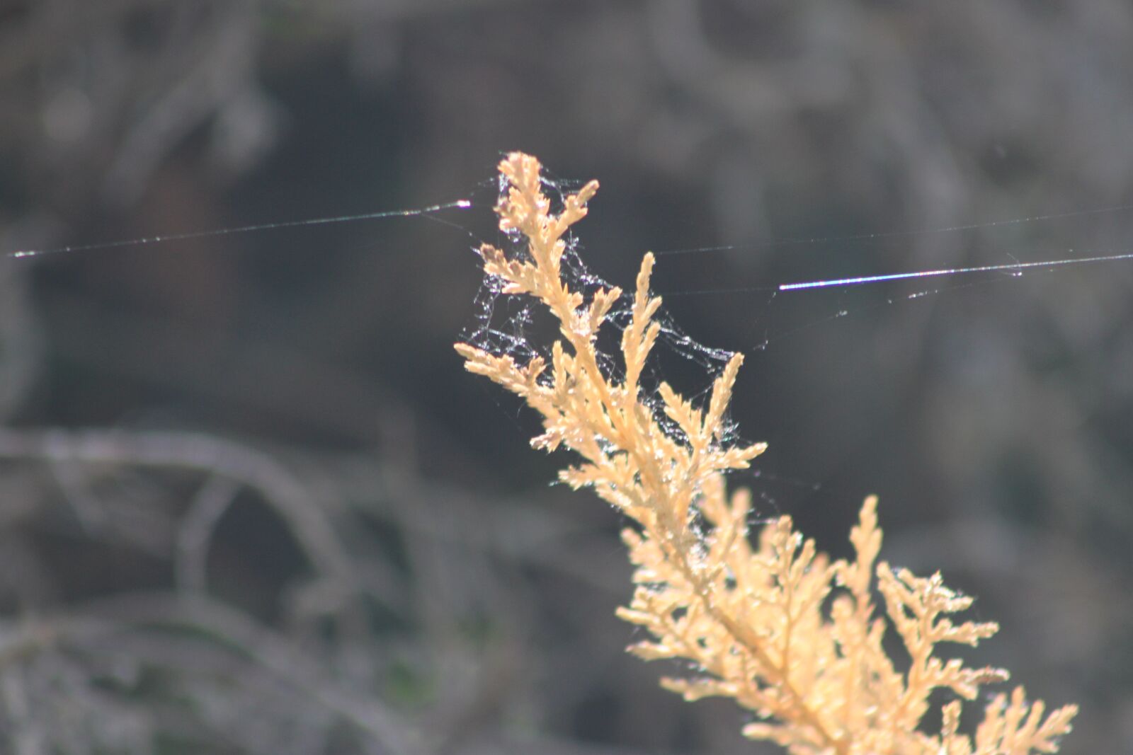 Canon EOS 500D (EOS Rebel T1i / EOS Kiss X3) sample photo. Spider thread, spring, branch photography