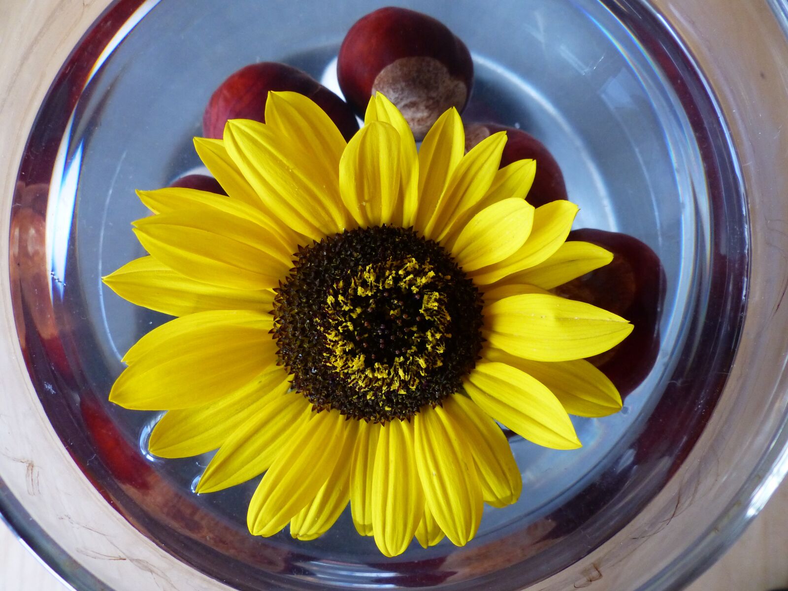 Panasonic Lumix DMC-FZ200 sample photo. Sunflower, flower colour, flowers photography