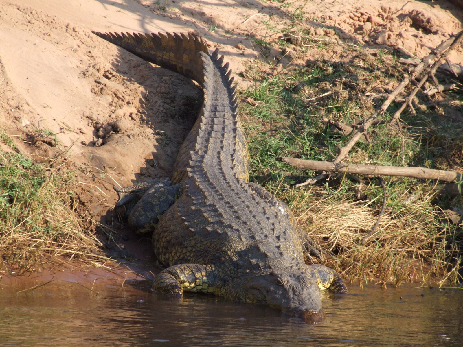 Fujifilm FinePix S9600 sample photo. Crocodile, botswana, africa photography