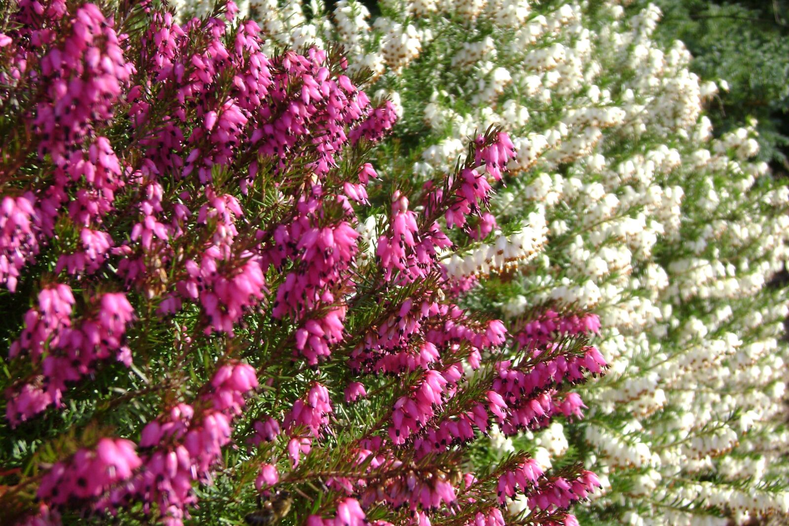 Sony DSC-S700 sample photo. Erica, flowers, spring photography