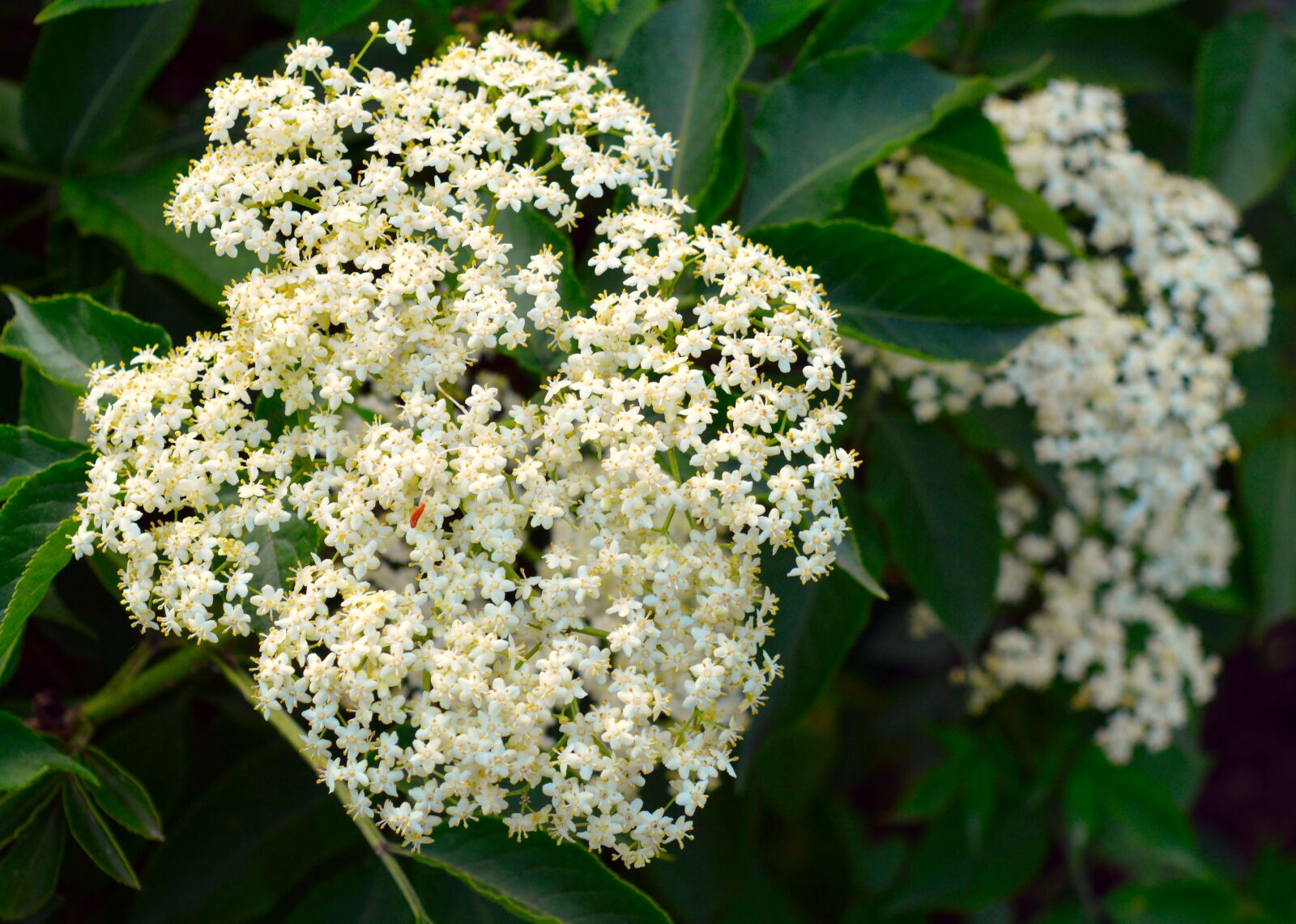 Nikon D3200 sample photo. Elder, bush, cure photography