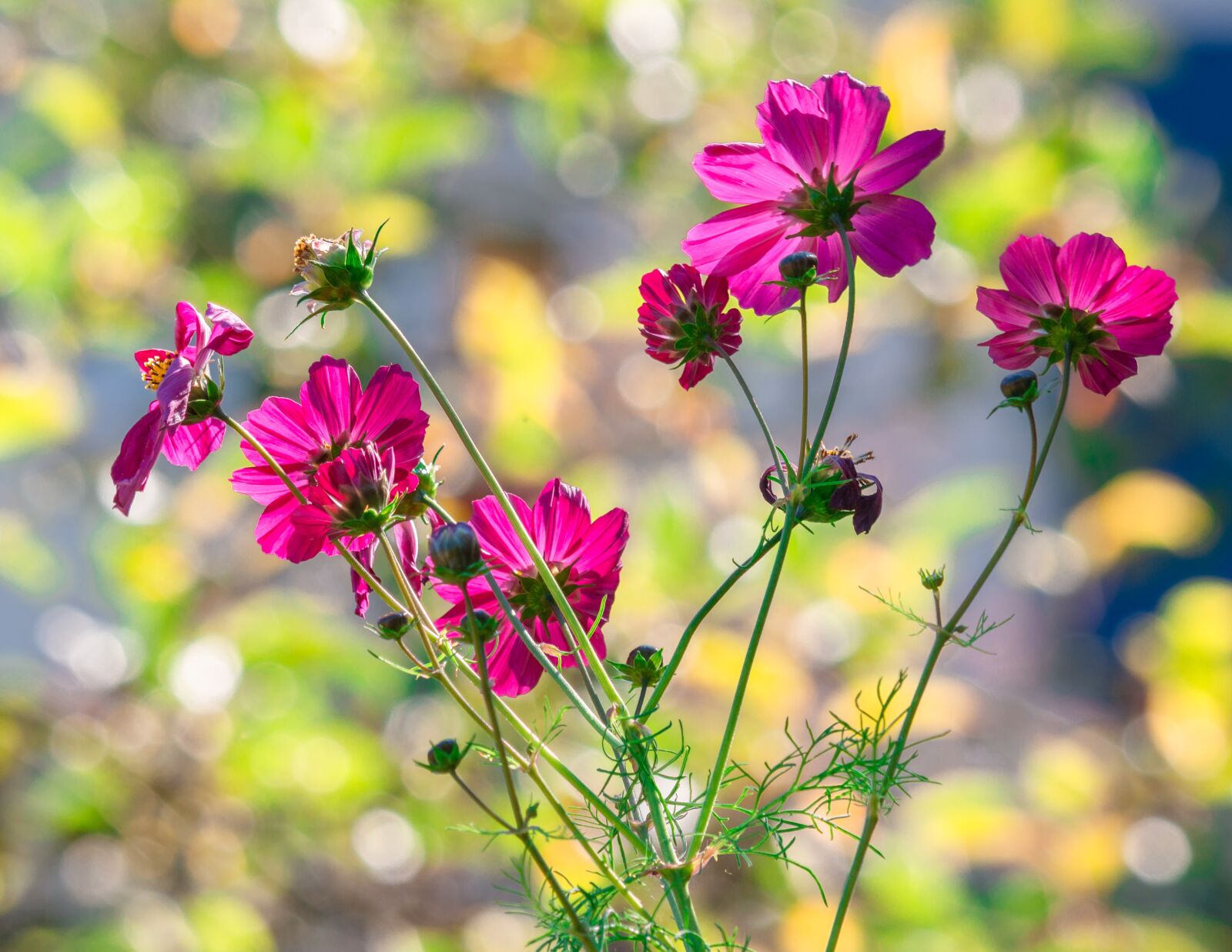 LUMIX G VARIO 100-300/F4.0-5.6II sample photo. Flowers, cosmea, bright photography
