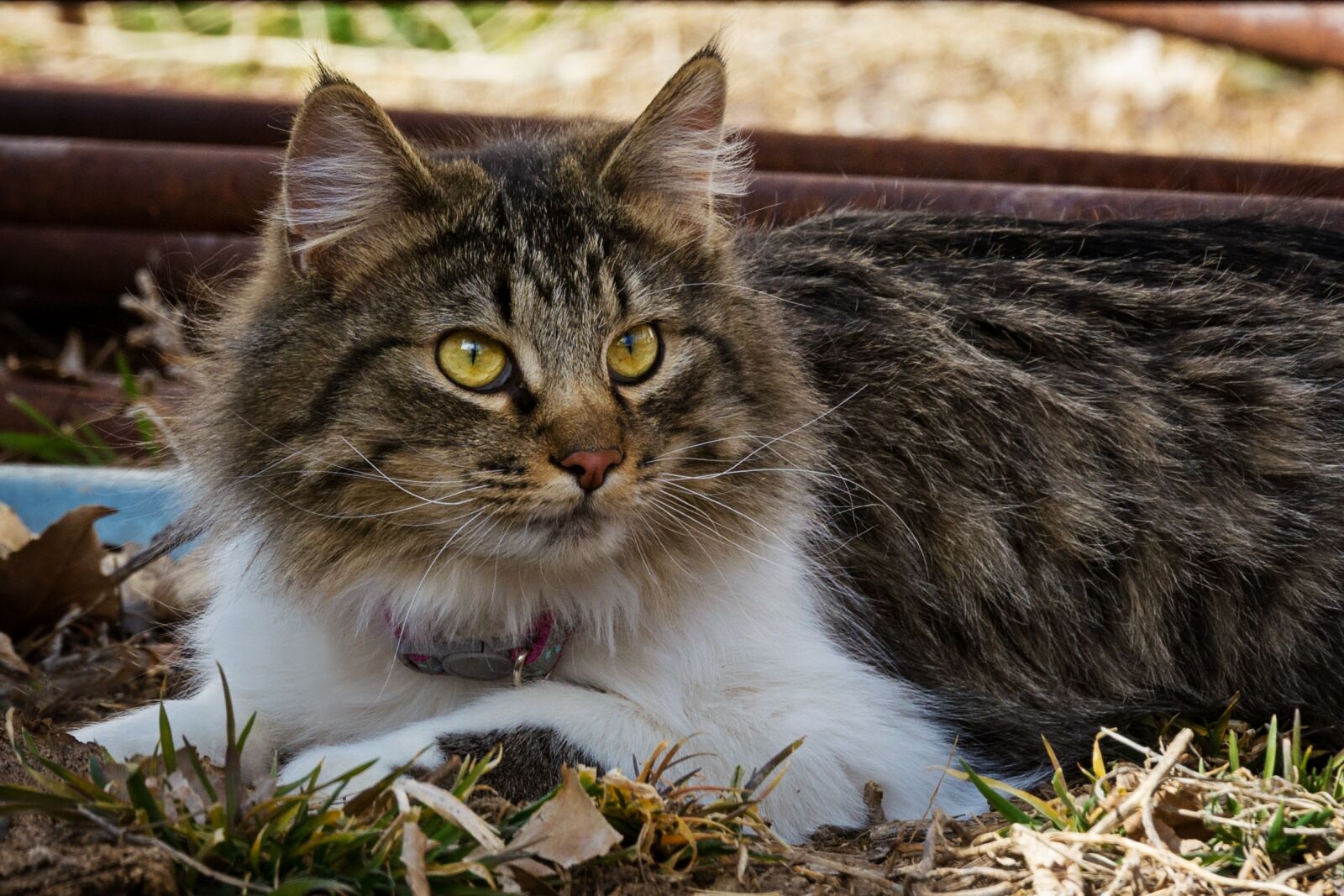 Nikon D7200 sample photo. Cute, animal, nature photography