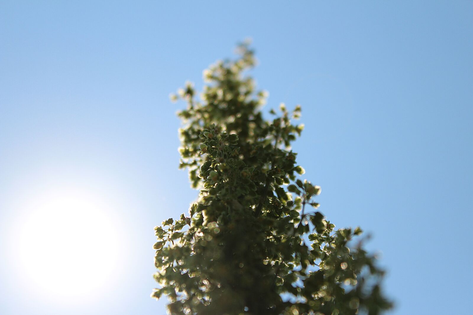 Canon EOS 600D (Rebel EOS T3i / EOS Kiss X5) sample photo. Grass, macro, green photography