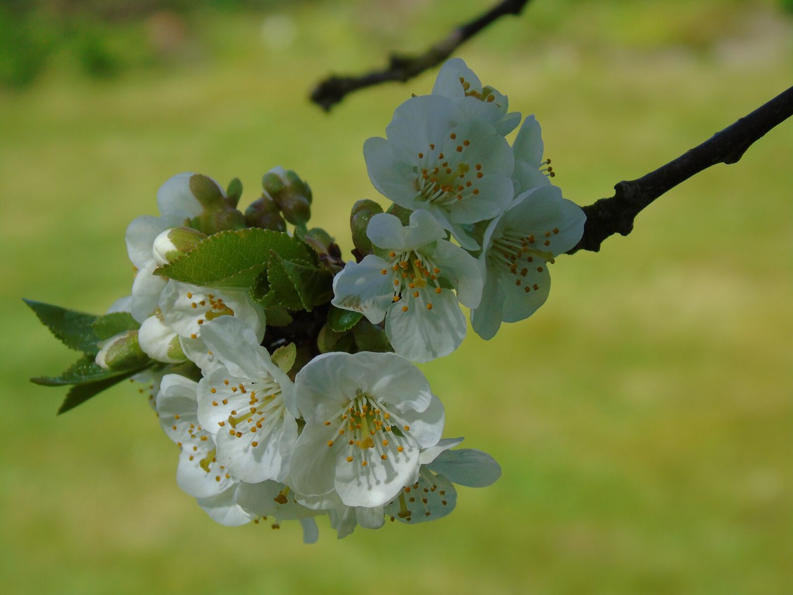 Sony Cyber-shot DSC-H400 sample photo. Blossom, spring, cherry tree photography