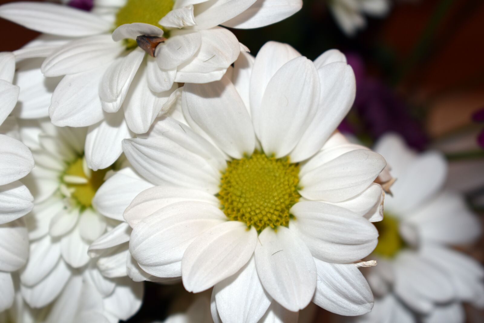 Nikon D3400 sample photo. Chrysanthemum, white, flower photography